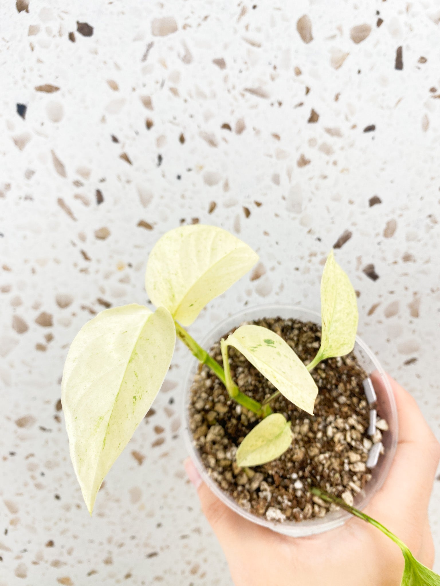 Monstera Laniata Variegated 6 leaf top cutting