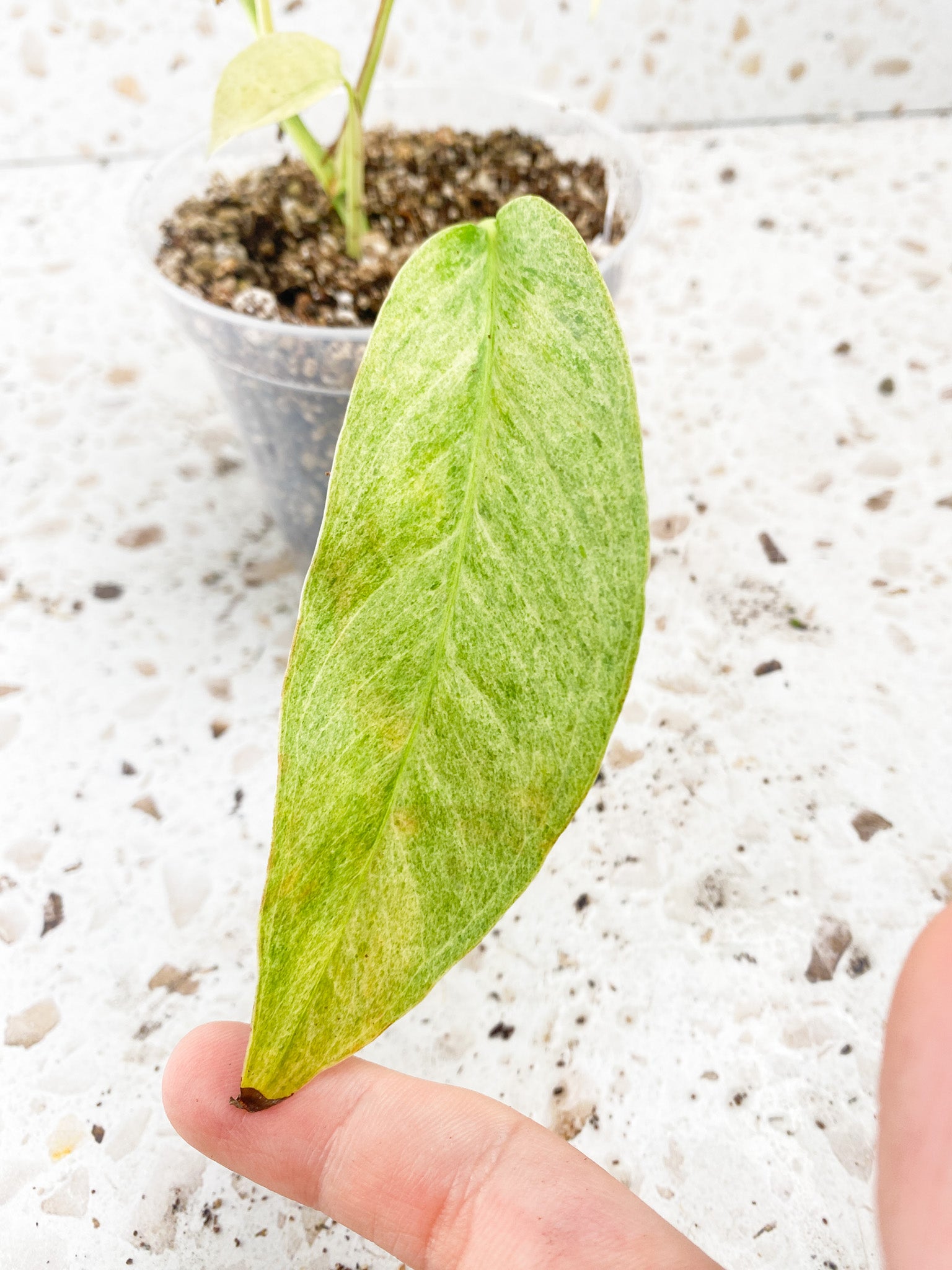 Monstera Laniata Variegated 6 leaf top cutting