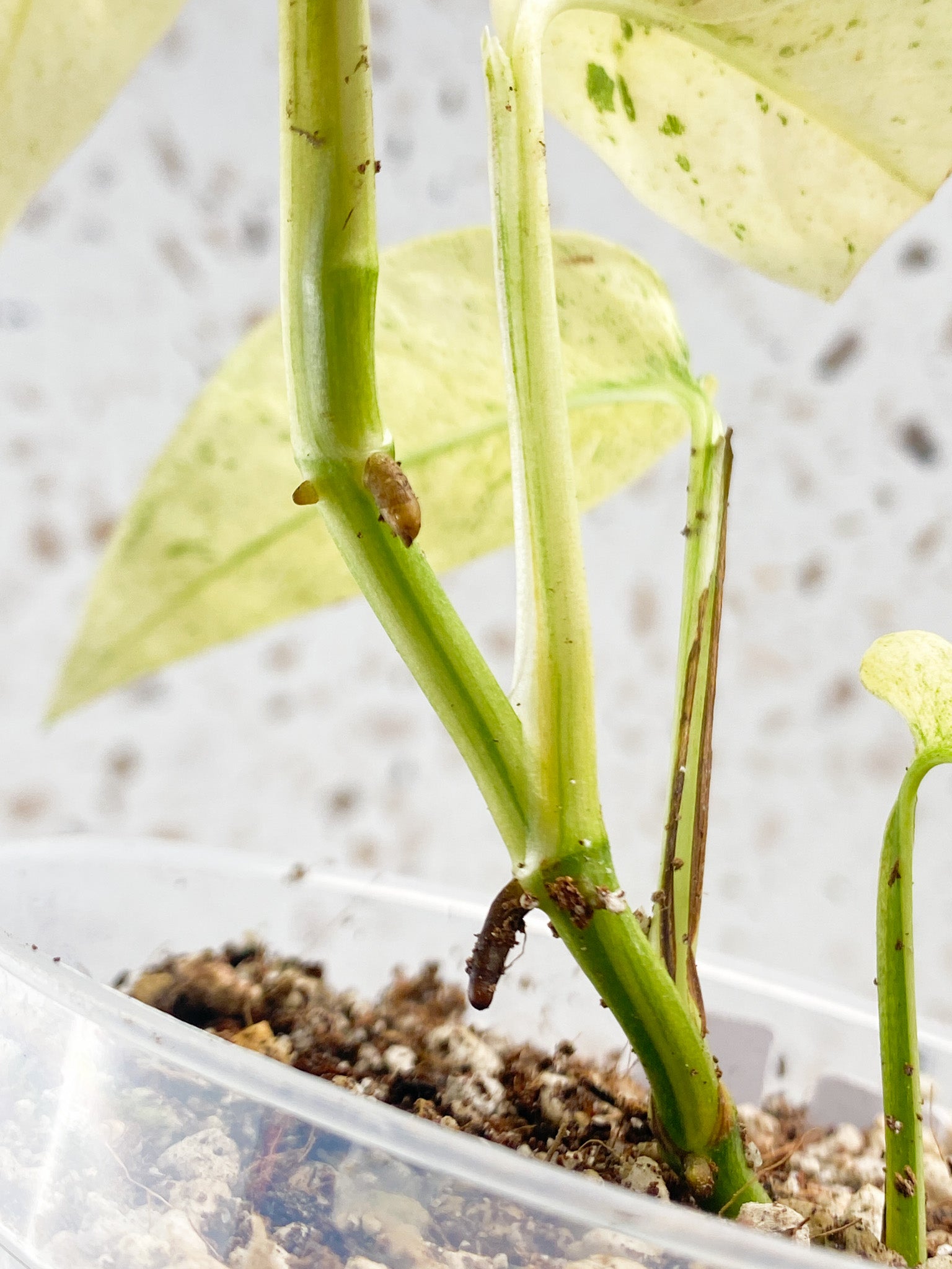 Monstera Laniata Variegated 6 leaf top cutting