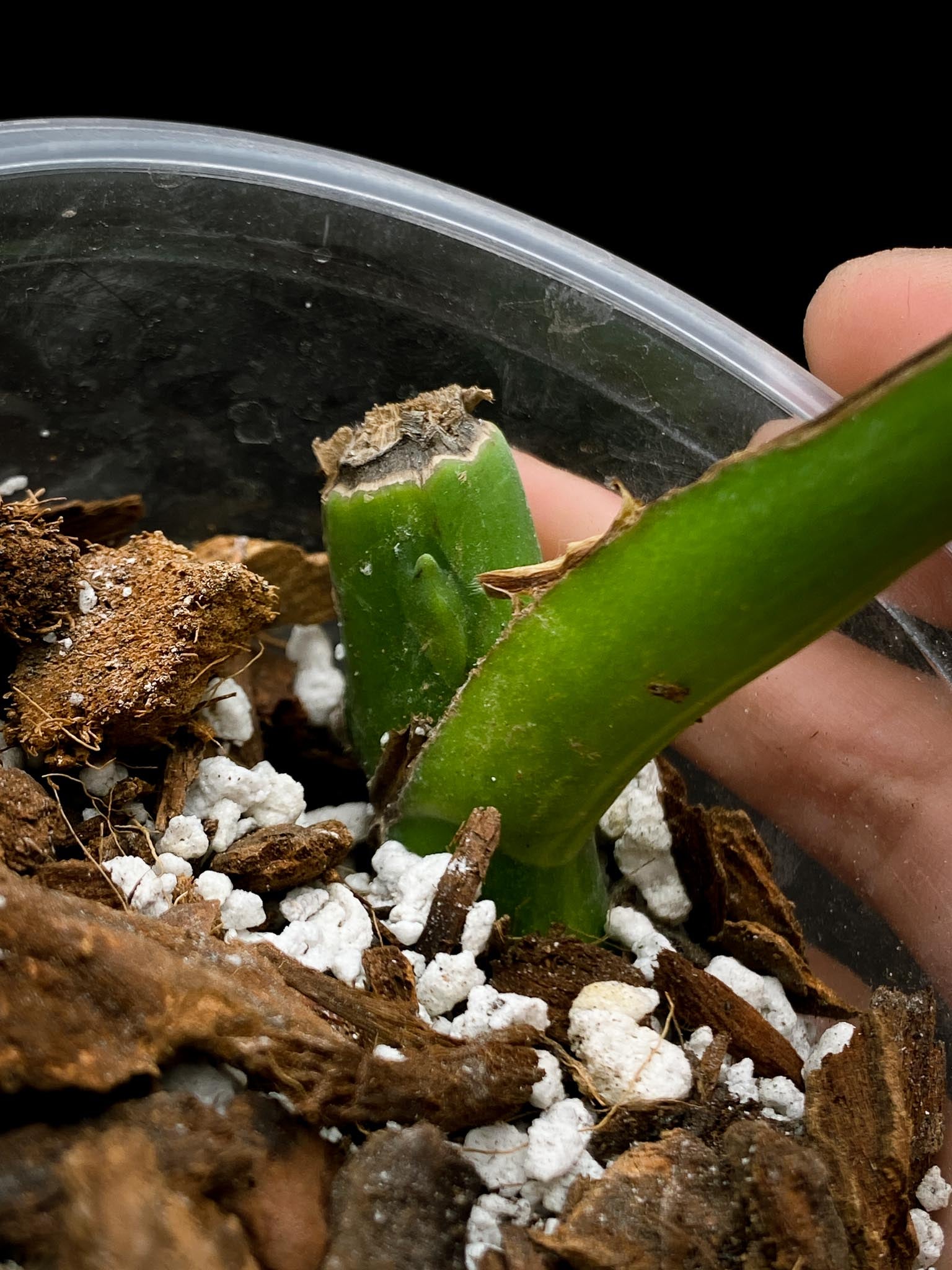 Monstera Aurea Tricolor 1 Leaf  1 Node  Rooted