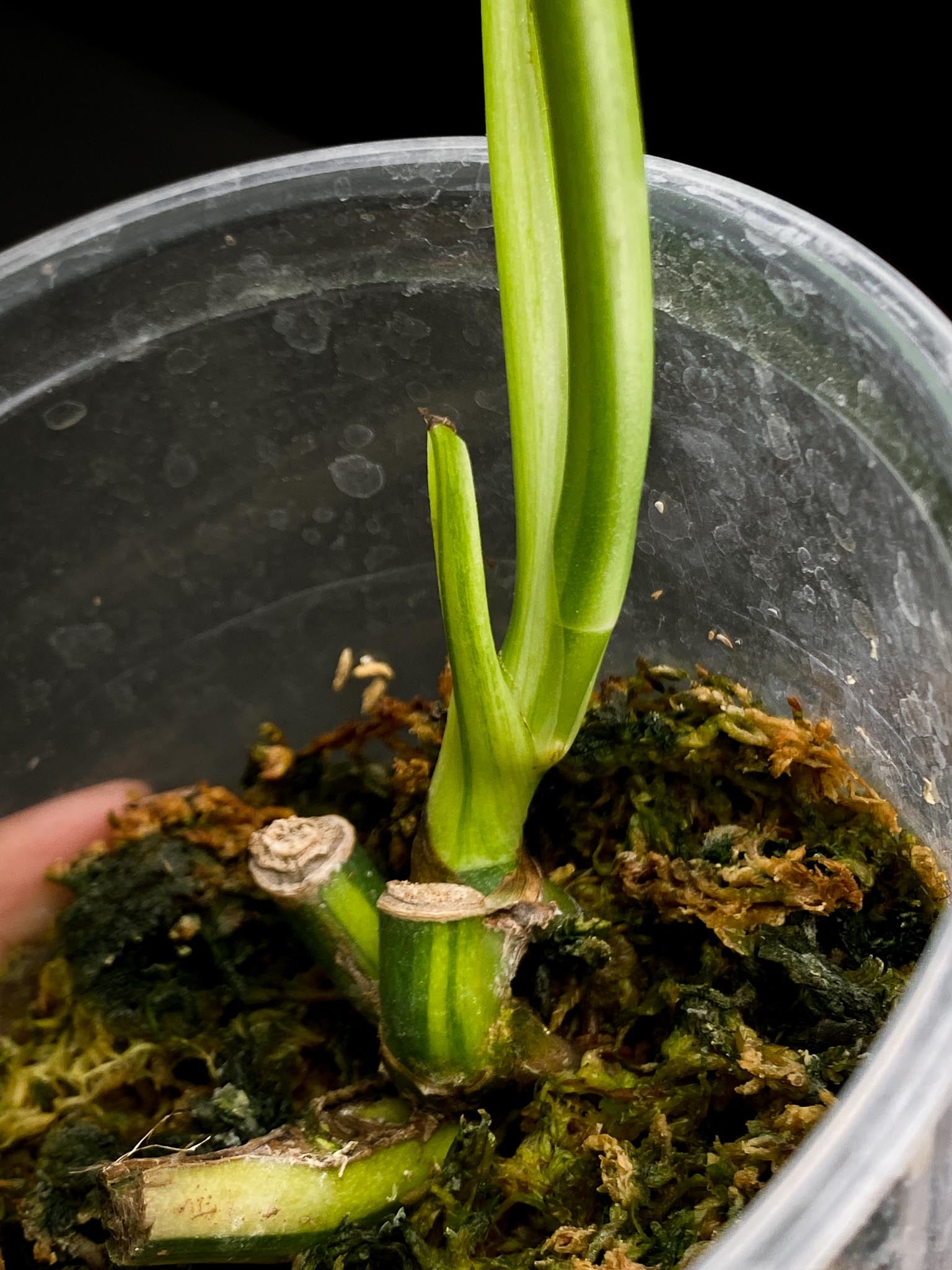 Monstera Aurea Tricolor 2 Leaves  Multiple nodes Top Cutting Rooted