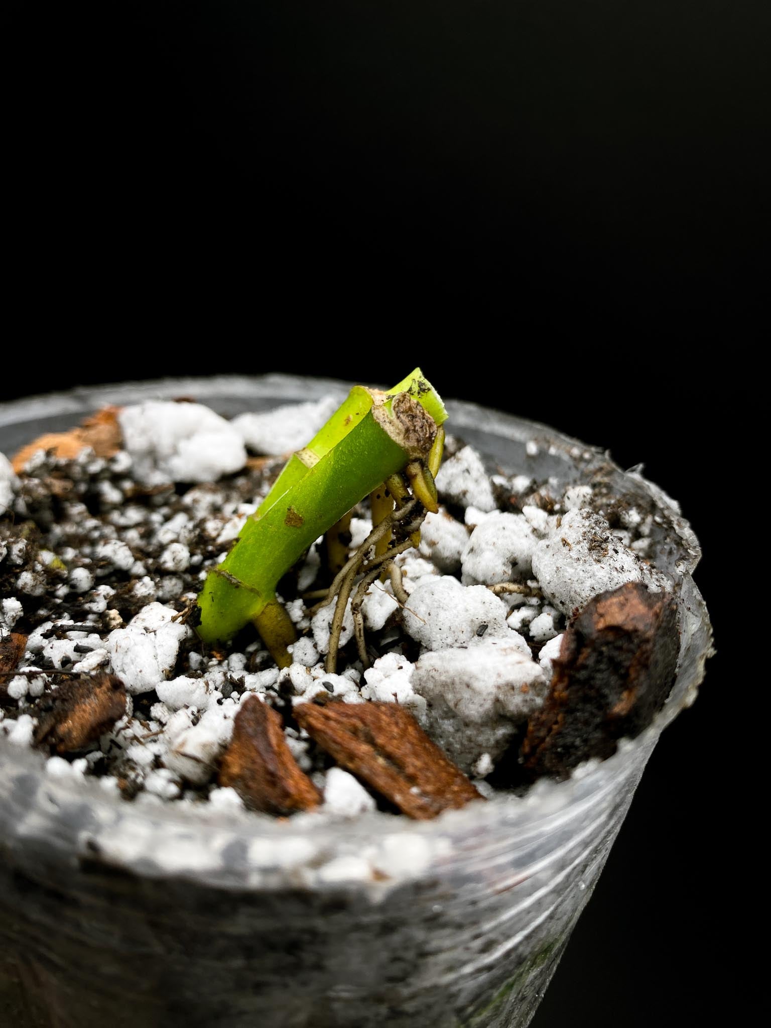 Monstera Adansonii Albo Tricolor  Mint  Multiple nodes 1 Sprout Rooted