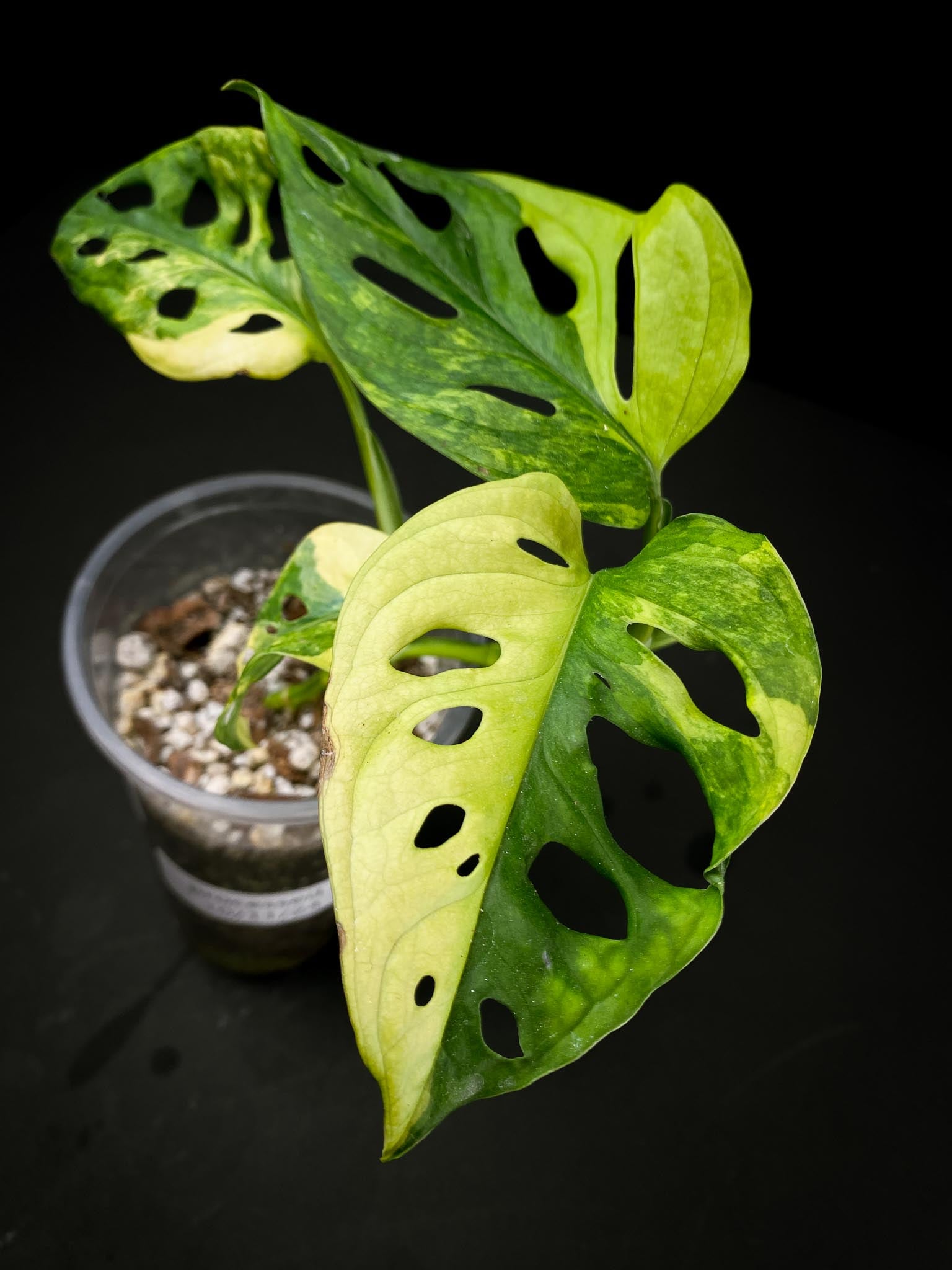 Monstera Adansonii Aurea 4 Leaves  5 Nodes 1 Growing Bud  top cutting Rooted