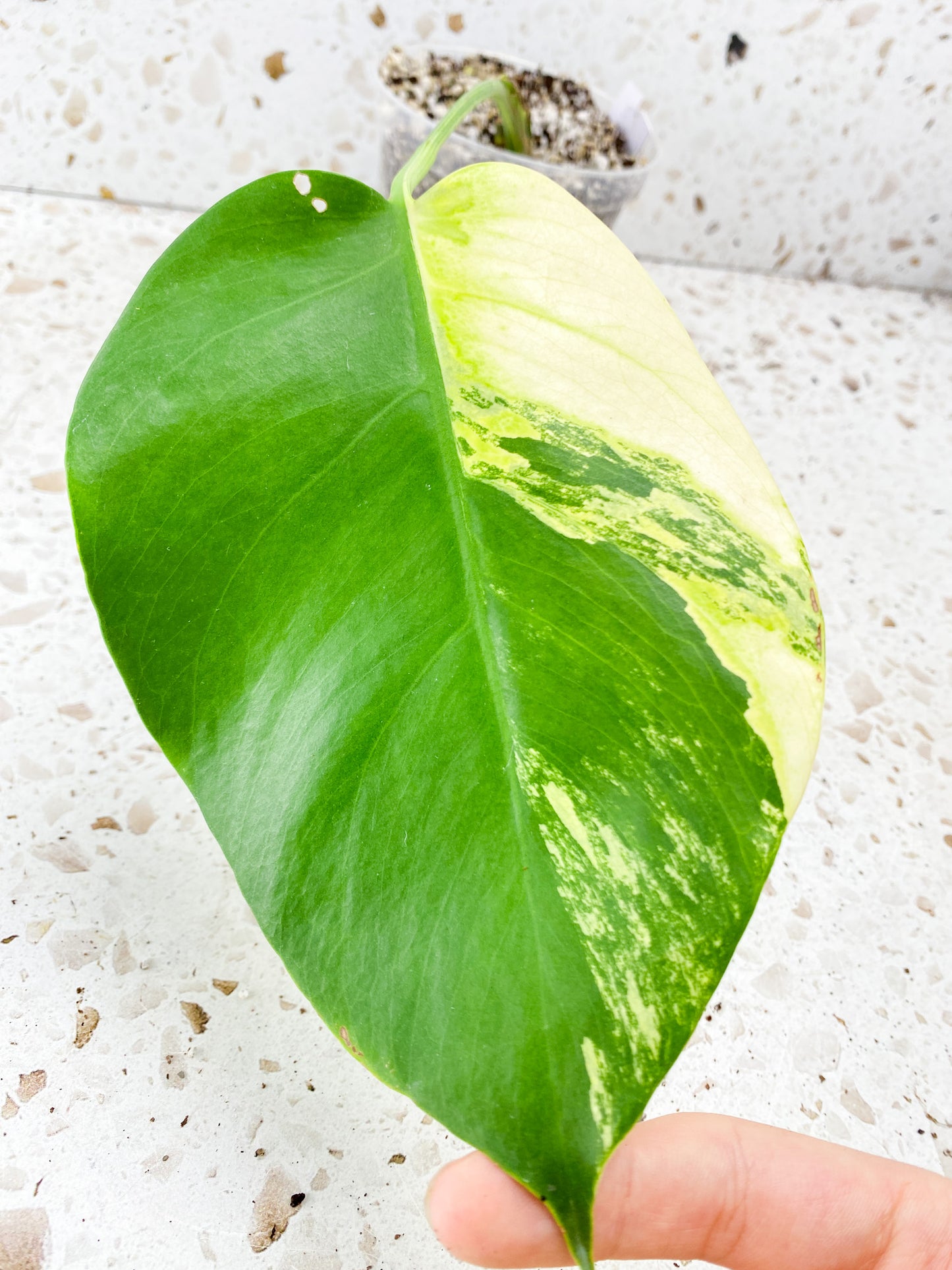 Monstera Aurea Tricolor 1 leaf