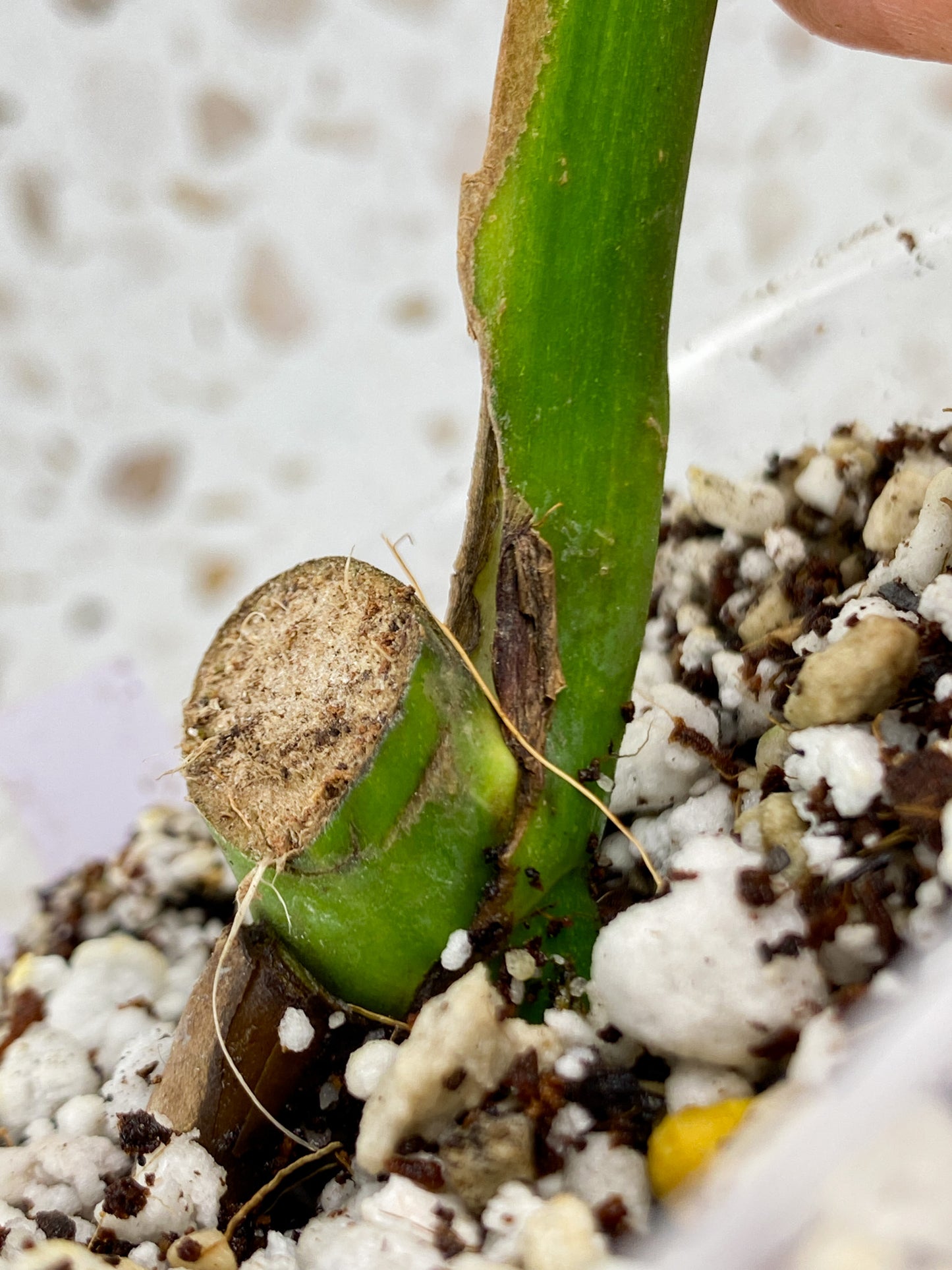 Monstera Aurea Tricolor 1 leaf