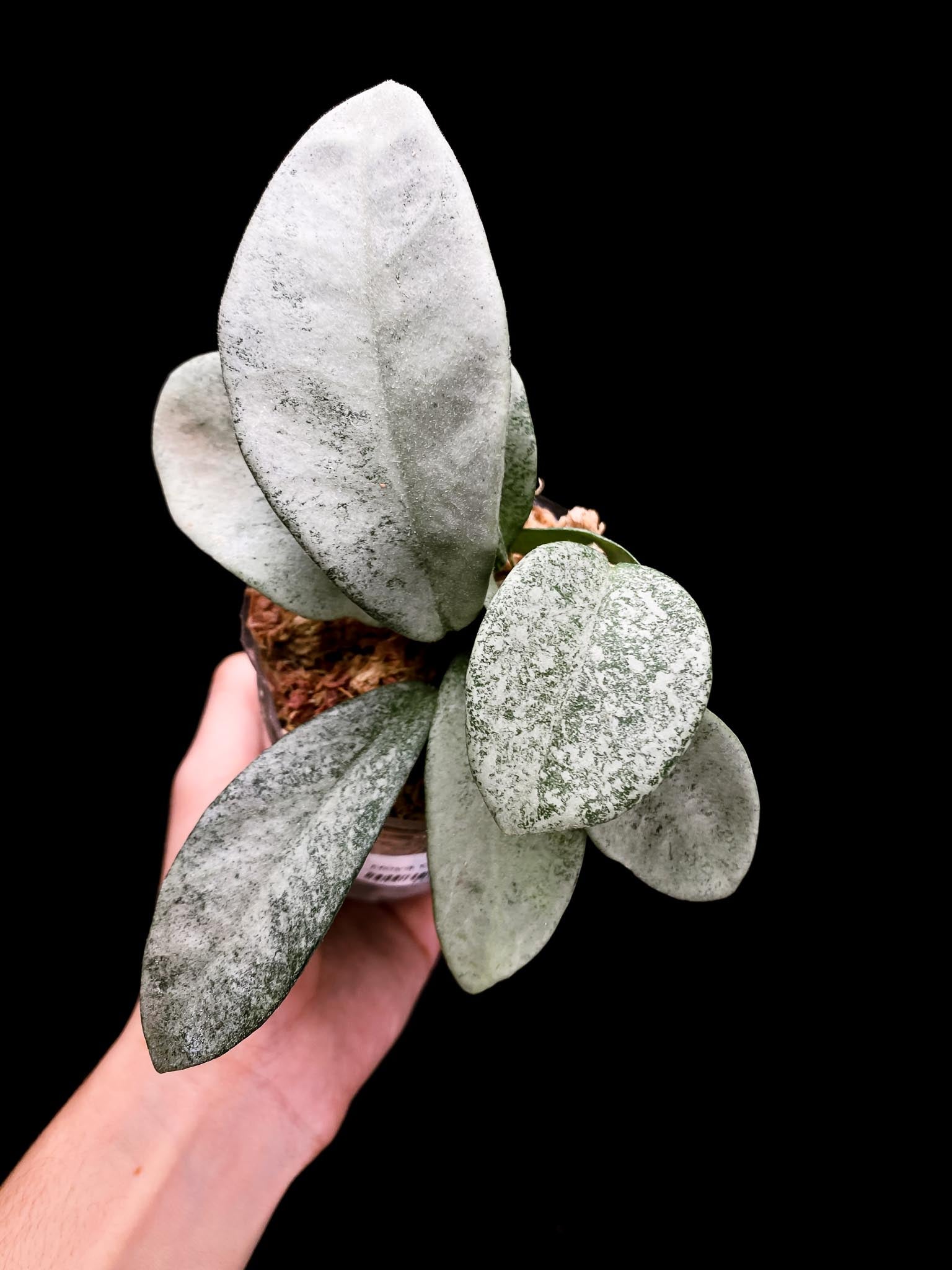 Hoya carnosa Nova Ghost Multiple Leaves Multiple nodes 1 Sprout Rooted