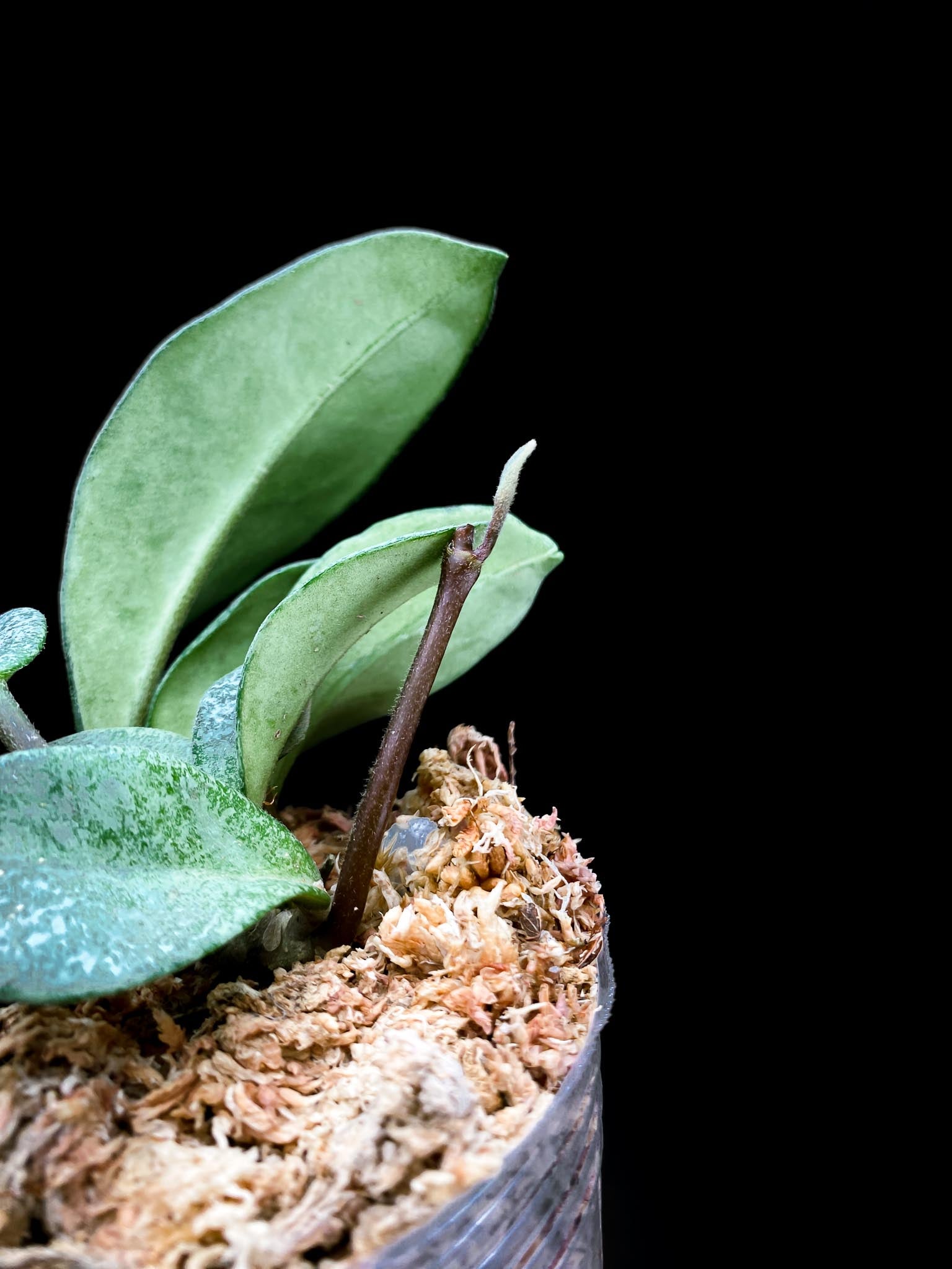 Hoya carnosa Nova Ghost Multiple Leaves Multiple nodes 1 Sprout Rooted