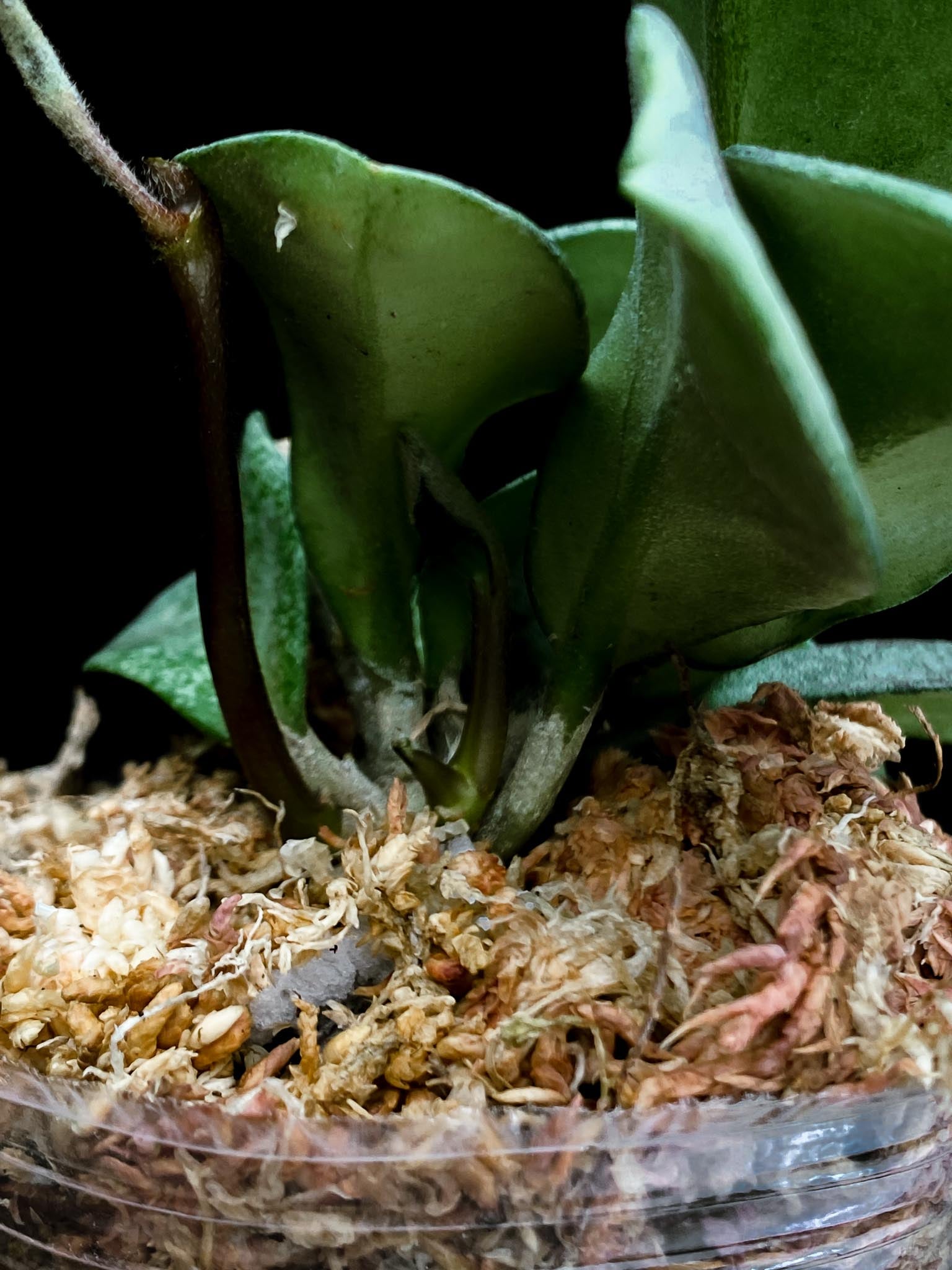 Hoya carnosa Nova Ghost Multiple Leaves Multiple nodes 1 Sprout Rooted