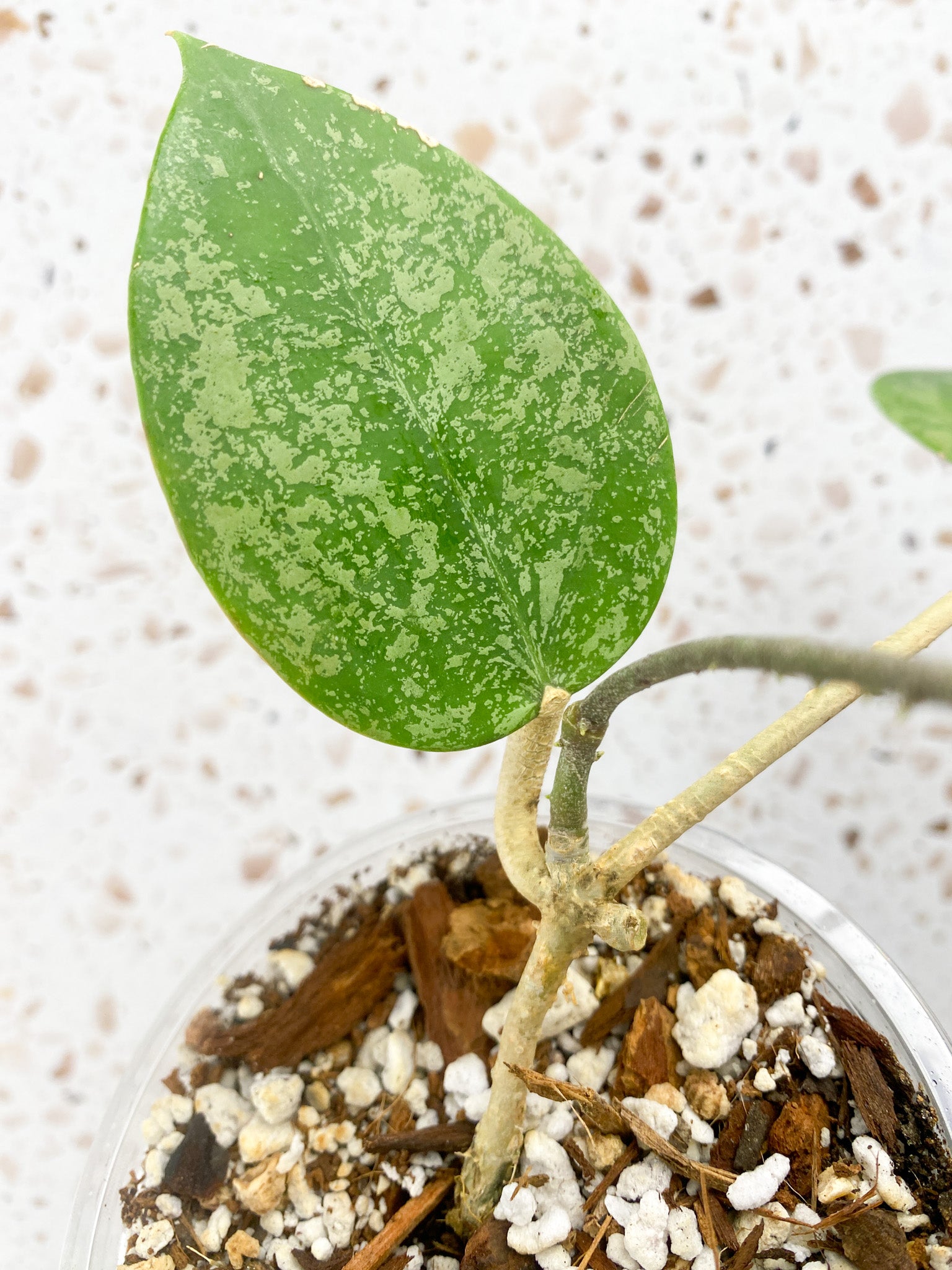 Hoya verticillata heart shape splash 2 leaves