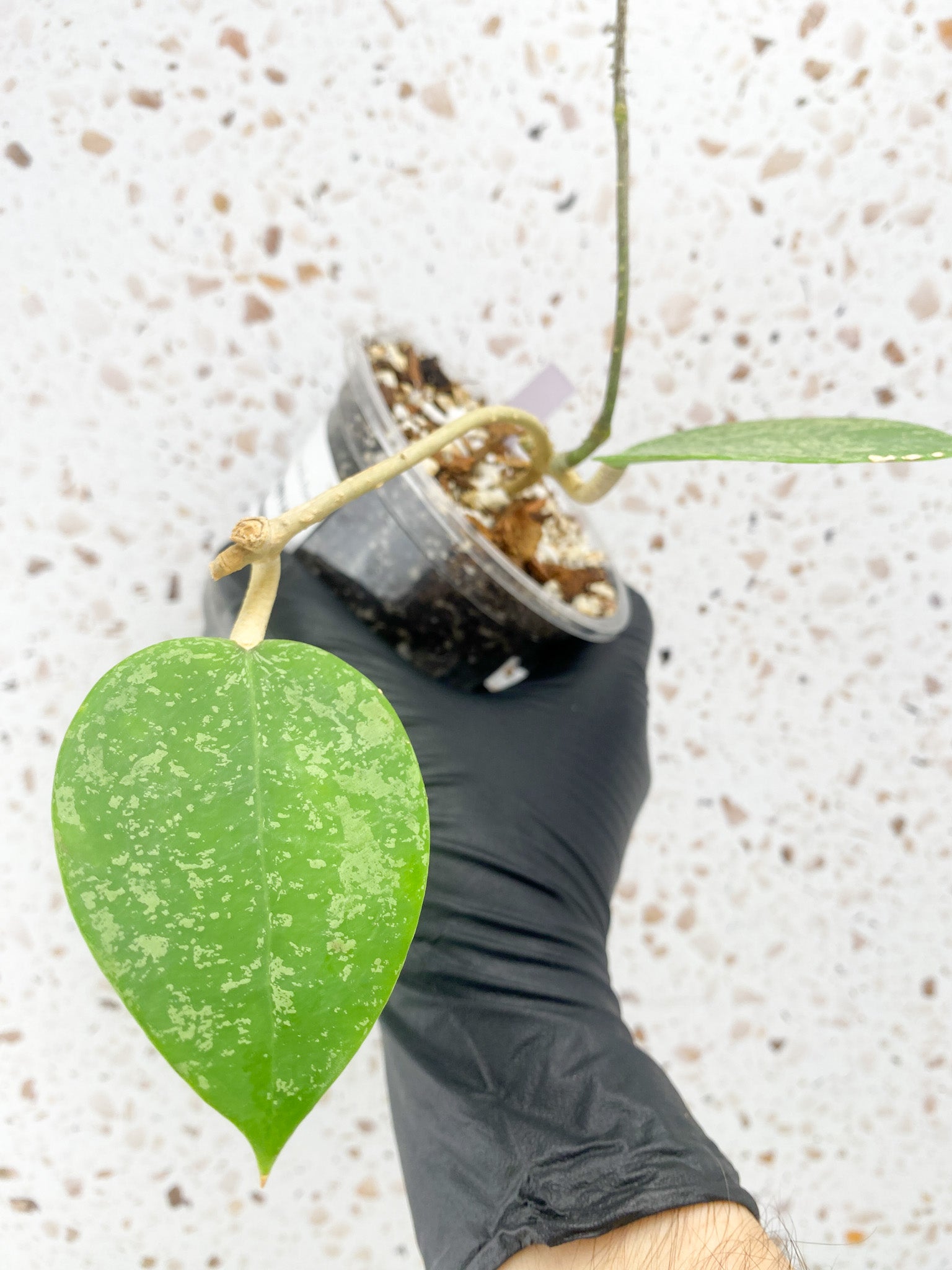 Hoya verticillata heart shape splash 2 leaves