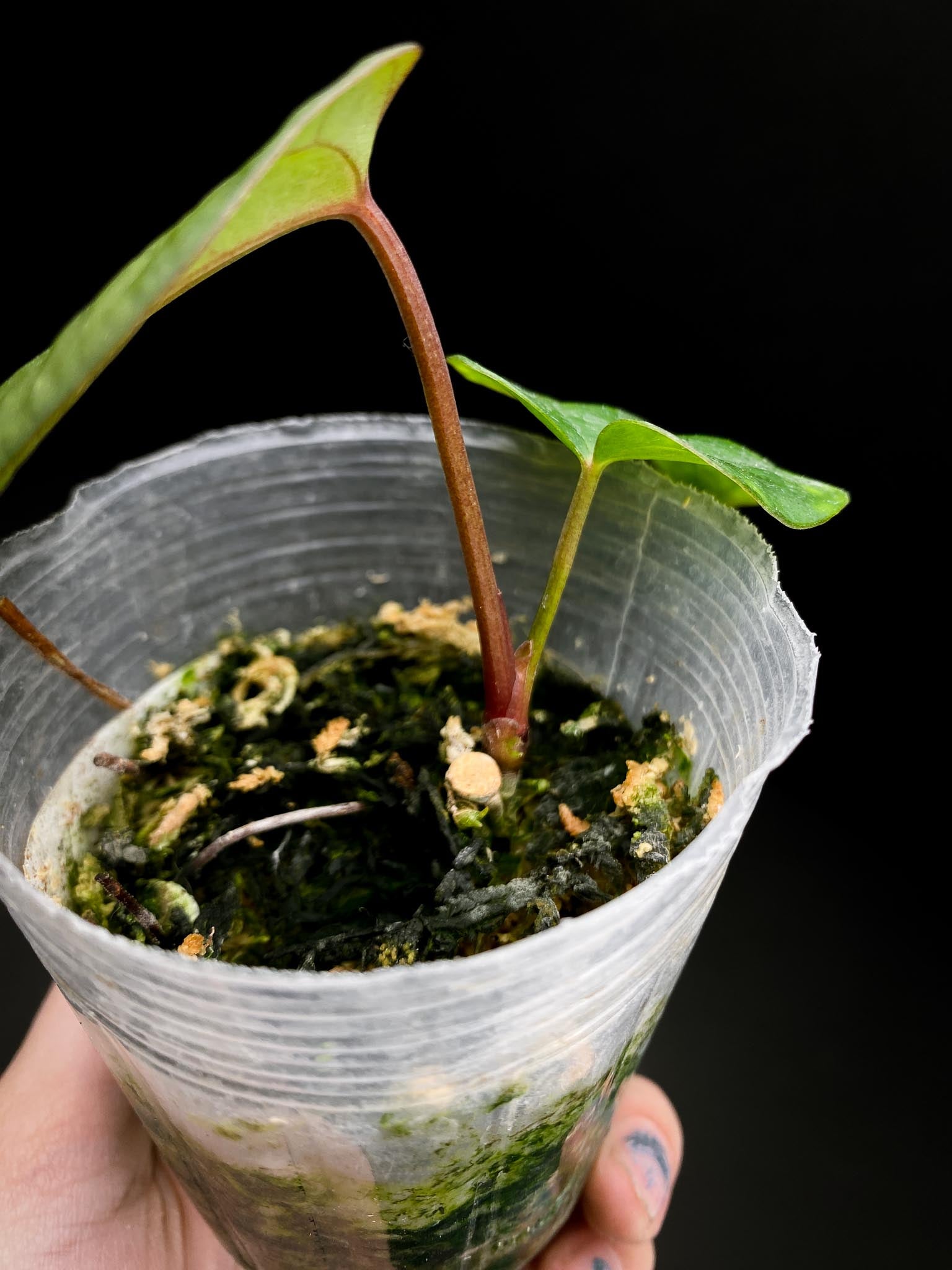 Anthurium Dressleri x Red vein Dark Phoenix 2 Leaves 2 Nodes Rooted