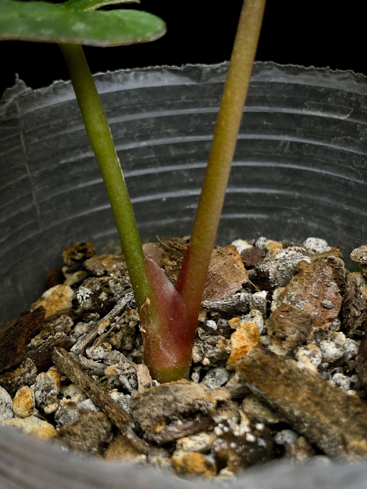 Anthurium king of spades Golden 2 Leaves  2 Nodes  Rooted