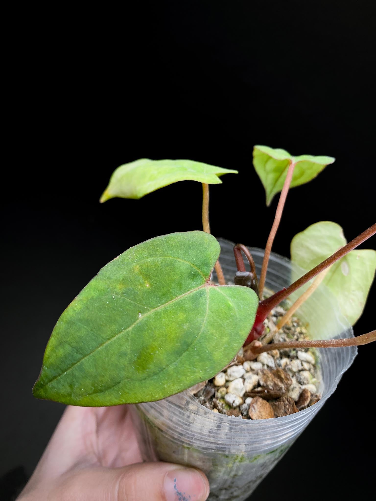 Anthurium Red vein Dark phoenix x Dark phoenix Multiple leaves Multiple Nodes 1 Sprout Rooted