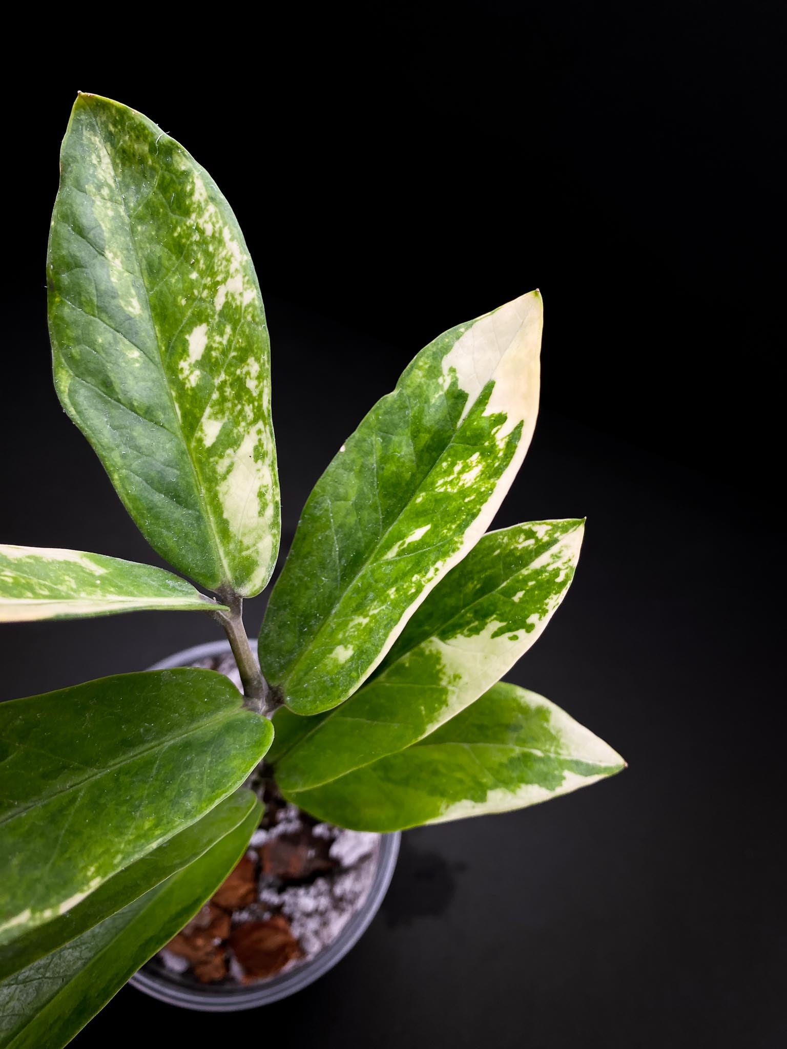 Zamioculcas zamiifolia Variegated Multiple Leaves Multiple nodes Rooted