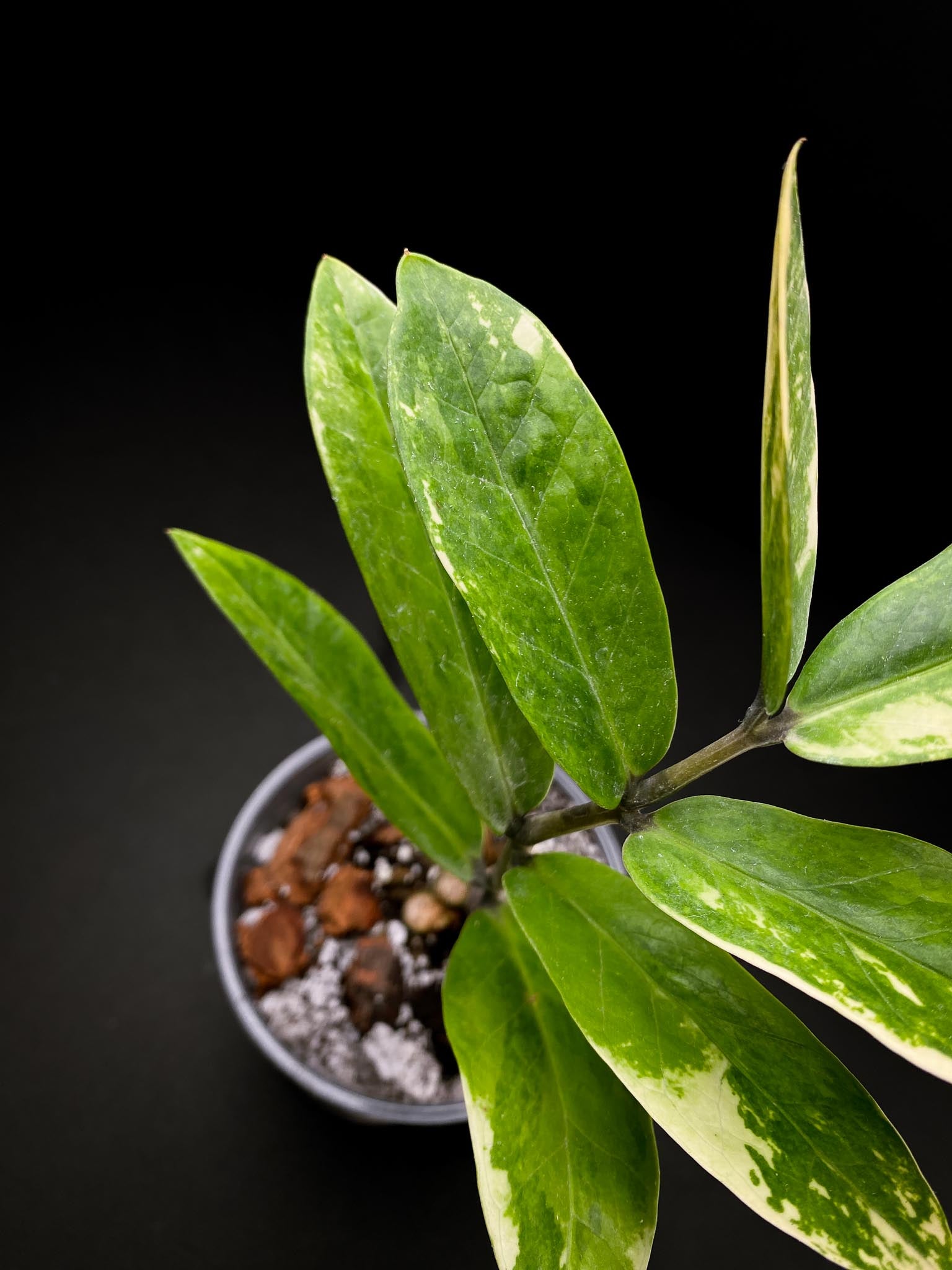 Zamioculcas zamiifolia Variegated Multiple Leaves Multiple nodes Rooted