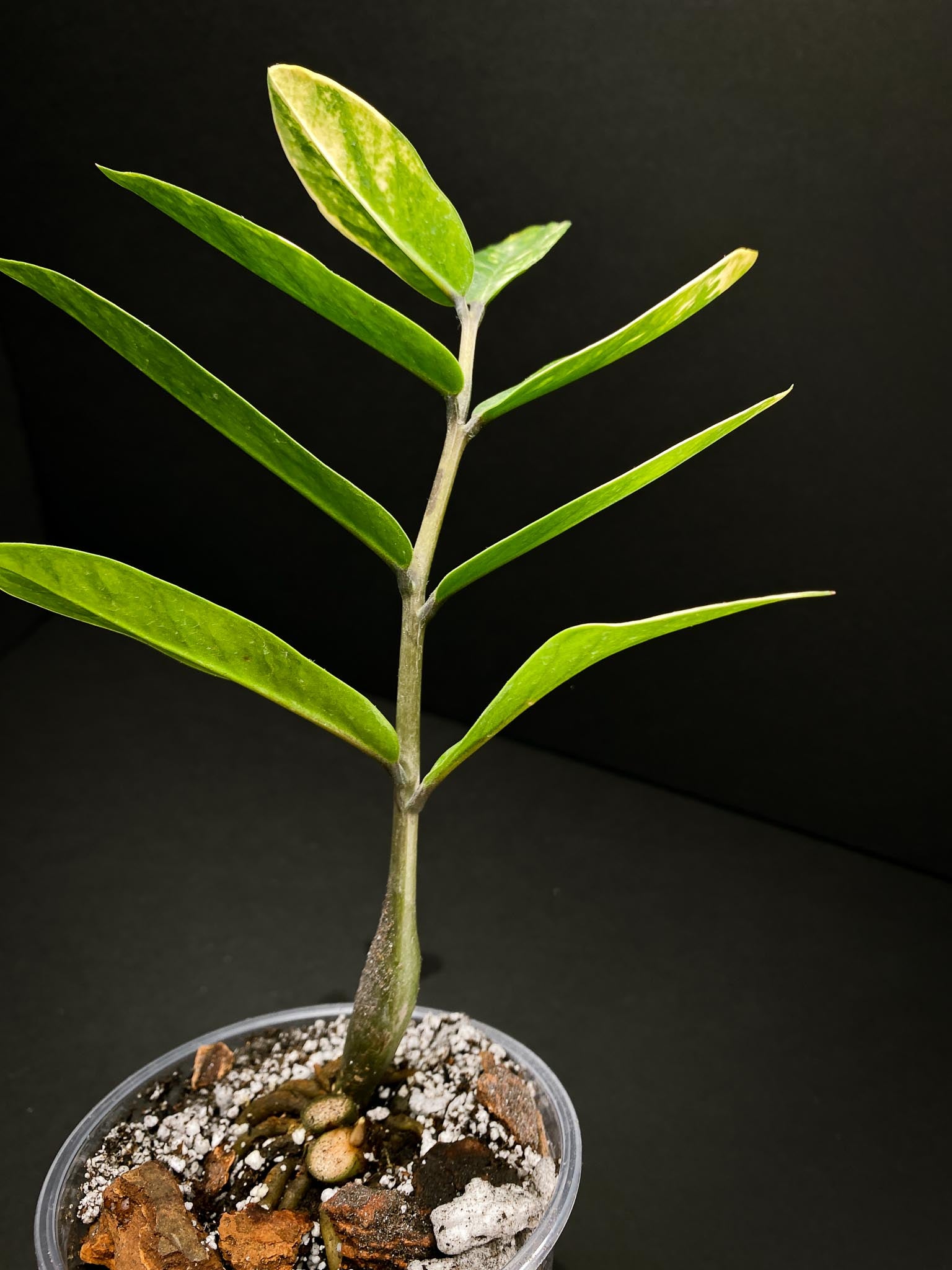 Zamioculcas zamiifolia Variegated Multiple Leaves Multiple nodes Rooted