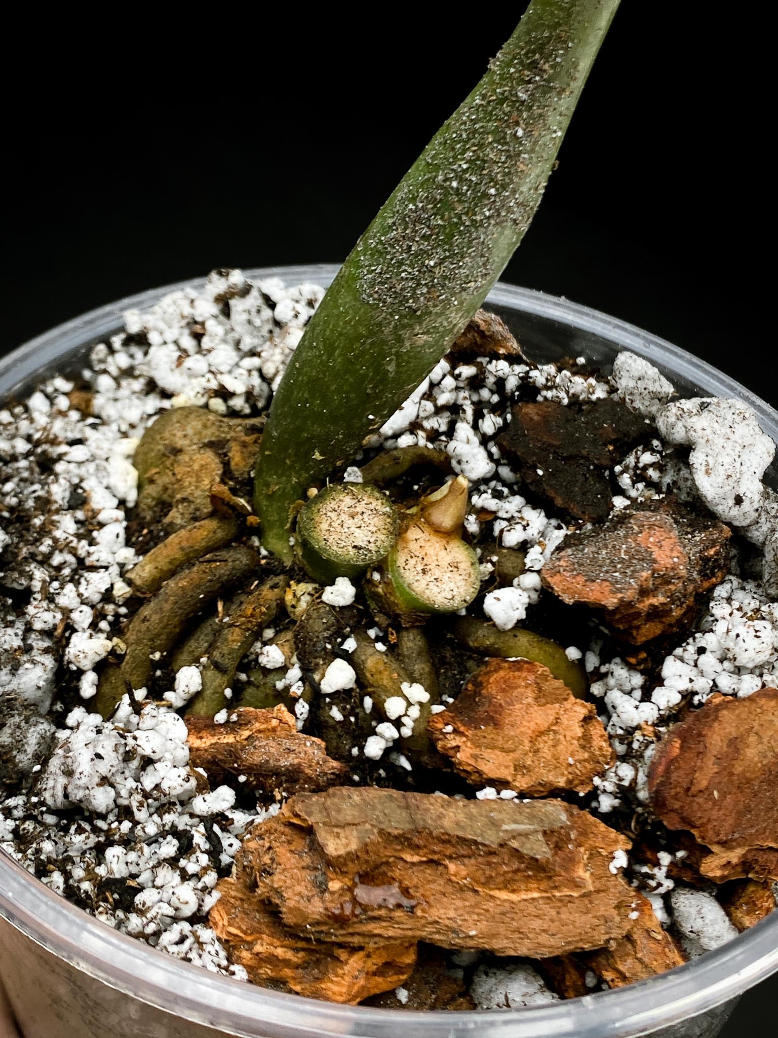 Zamioculcas zamiifolia Variegated Multiple Leaves Multiple nodes Rooted