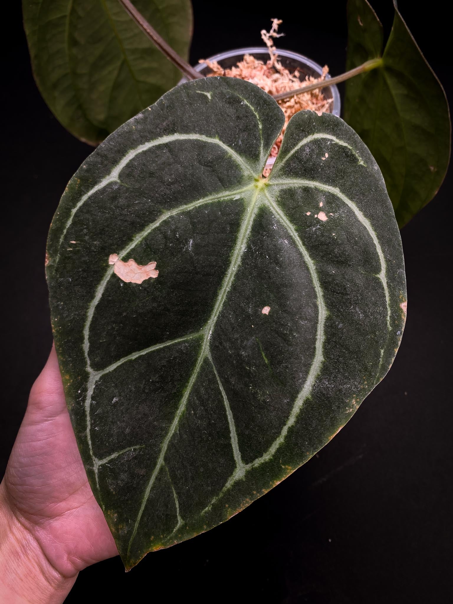 Anthurium Carlablackiae RA10 3 Leaves  3 Nodes  1 Sprout Rooted