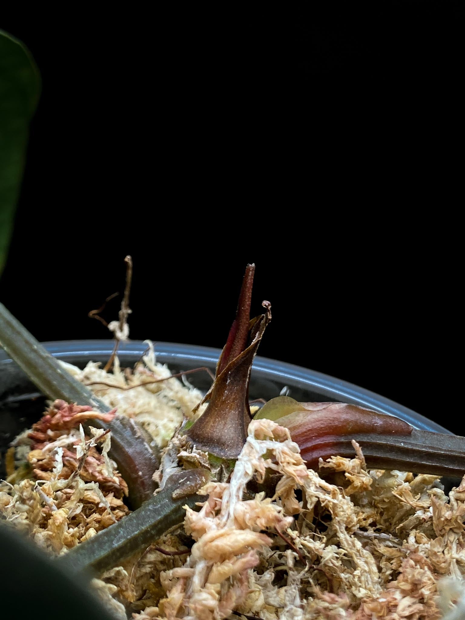 Anthurium Carlablackiae RA10 3 Leaves  3 Nodes  1 Sprout Rooted