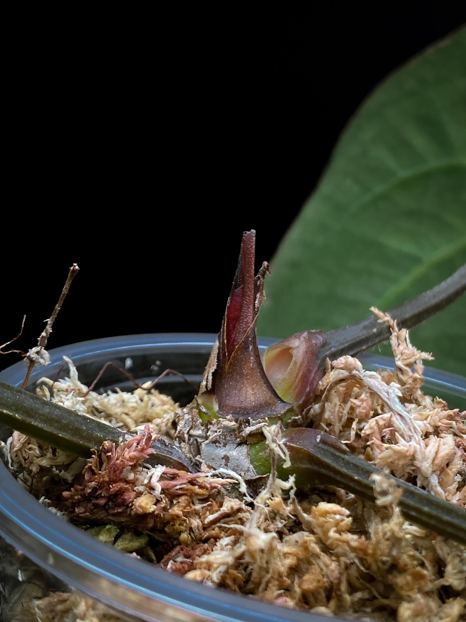 Anthurium Carlablackiae RA10 3 Leaves  3 Nodes  1 Sprout Rooted