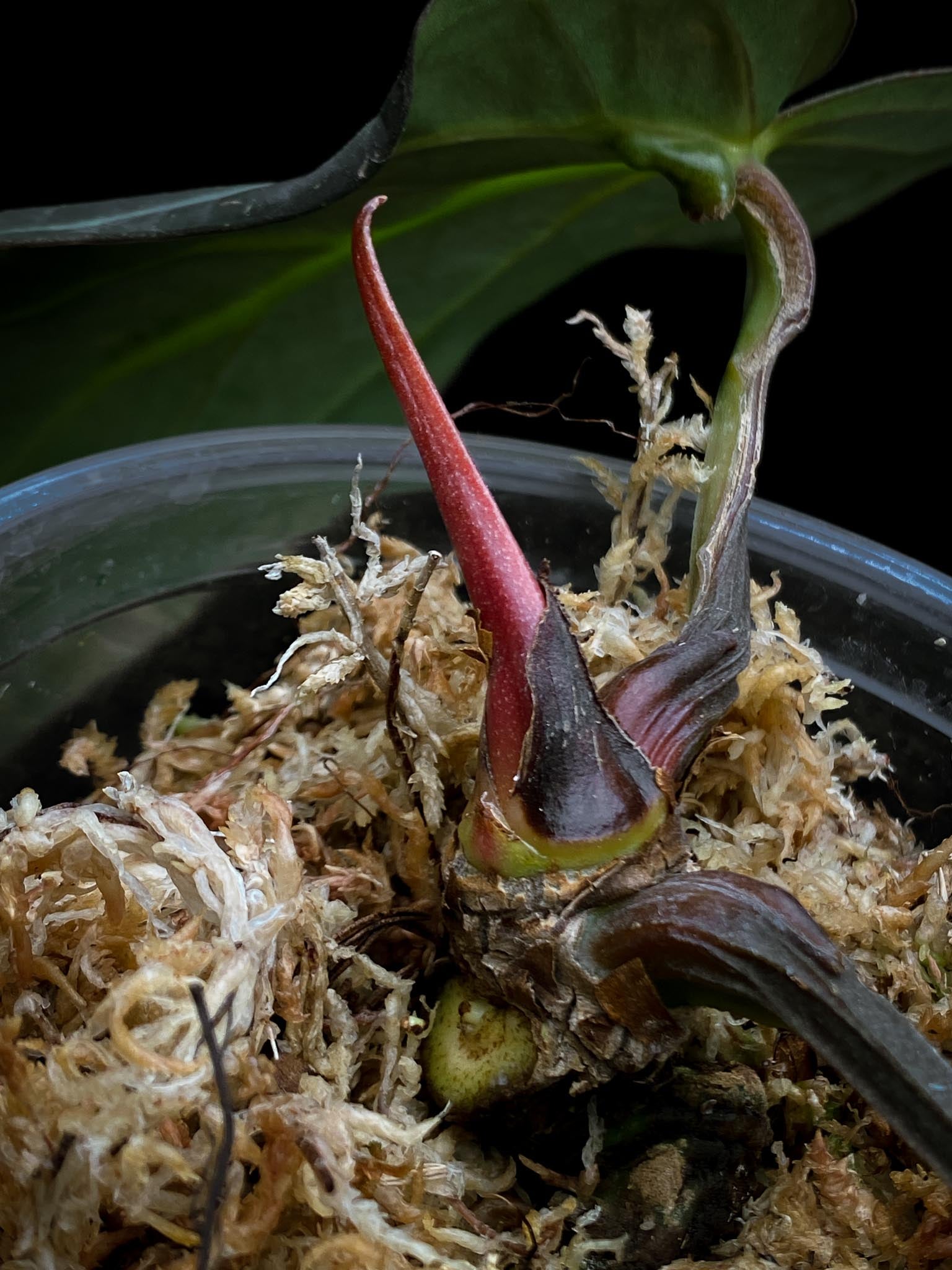 Anthurium Carlablackiae RA10 2 Leaves  Multiple Nodes 2 Sprouts 1 Growing Bud Rooted-