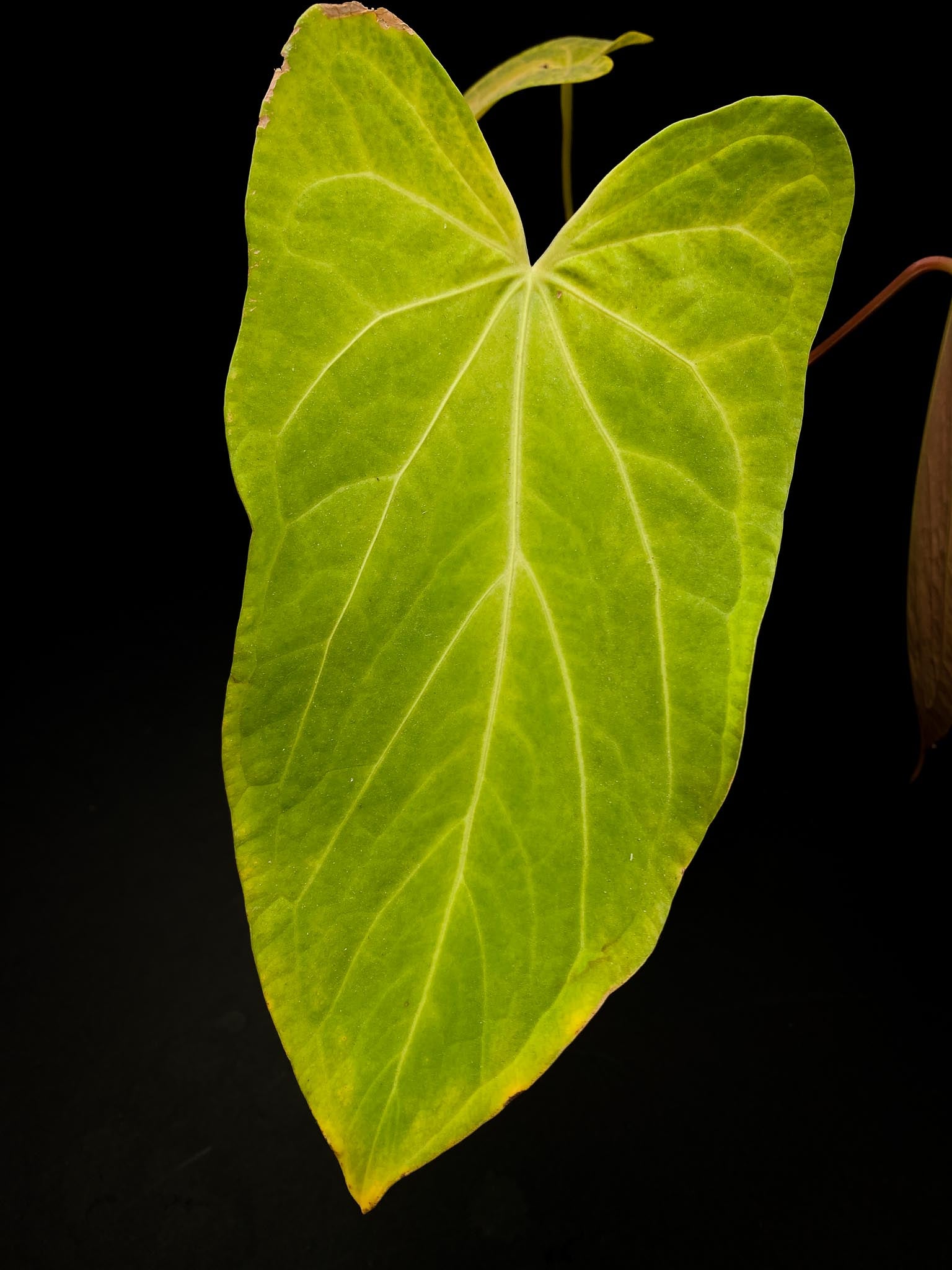 Anthurium  Besseae aff X Dark Phoenix 2 Leaves  4 Nodes  1 Sprout Rooted