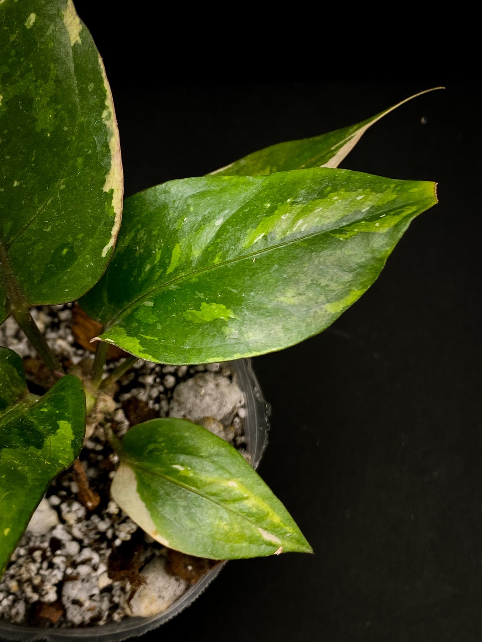 Anthurium  renaissance Pink Variegated Multiple Leaves Multiple Nodes Top Cutting Rooted