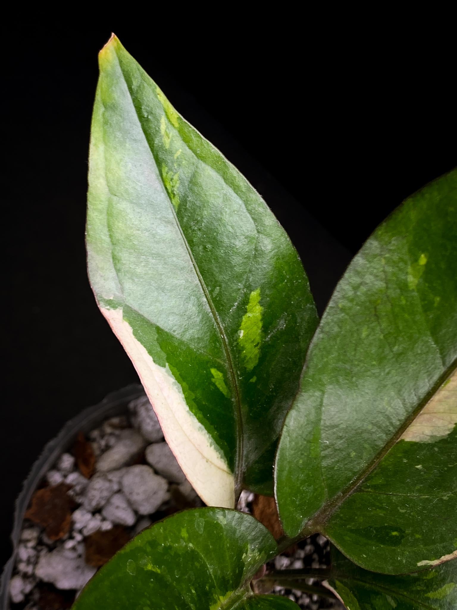 Anthurium  renaissance Pink Variegated Multiple Leaves Multiple Nodes Top Cutting Rooted