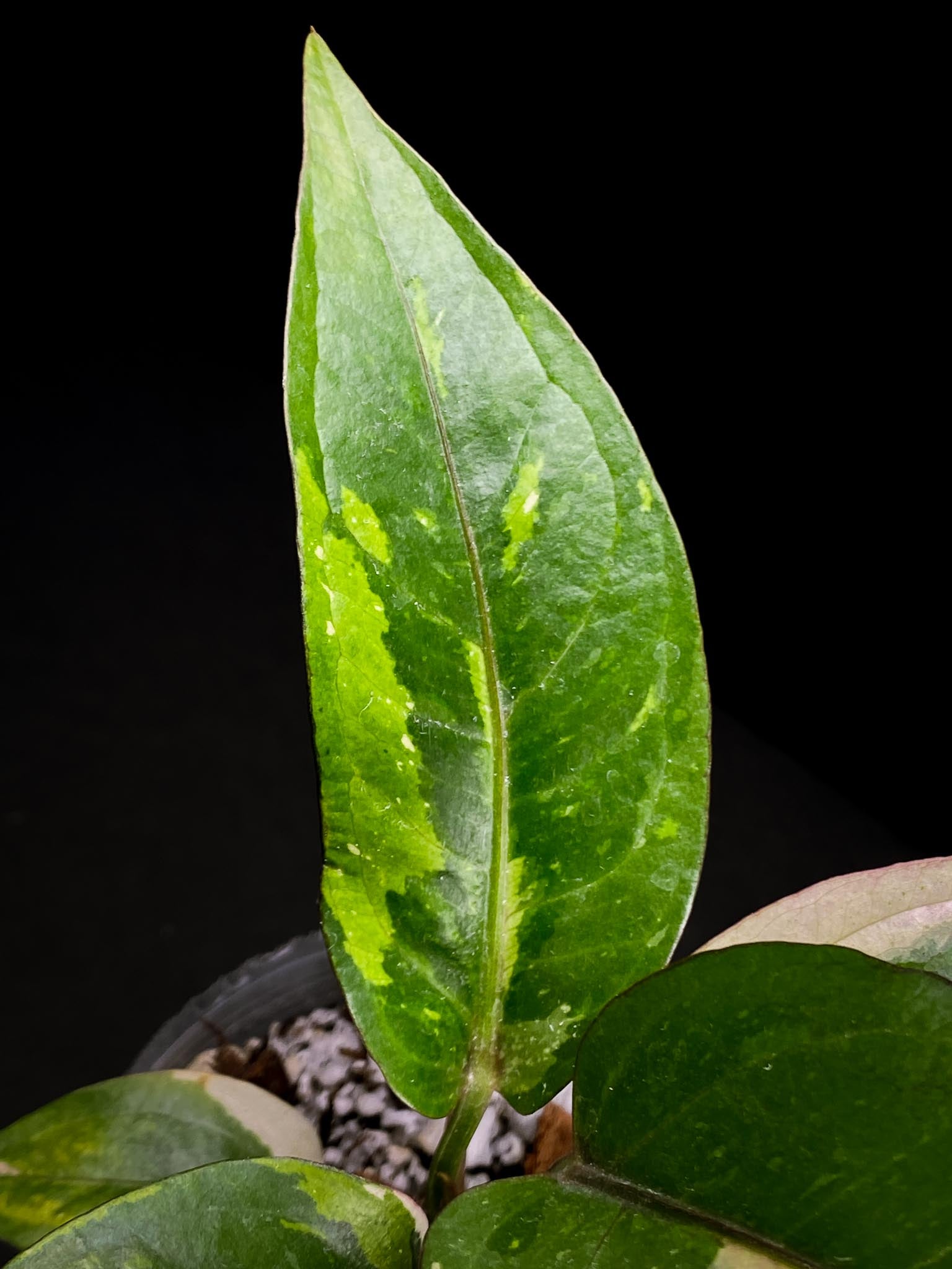 Anthurium  renaissance Pink Variegated Multiple Leaves Multiple Nodes Top Cutting Rooted