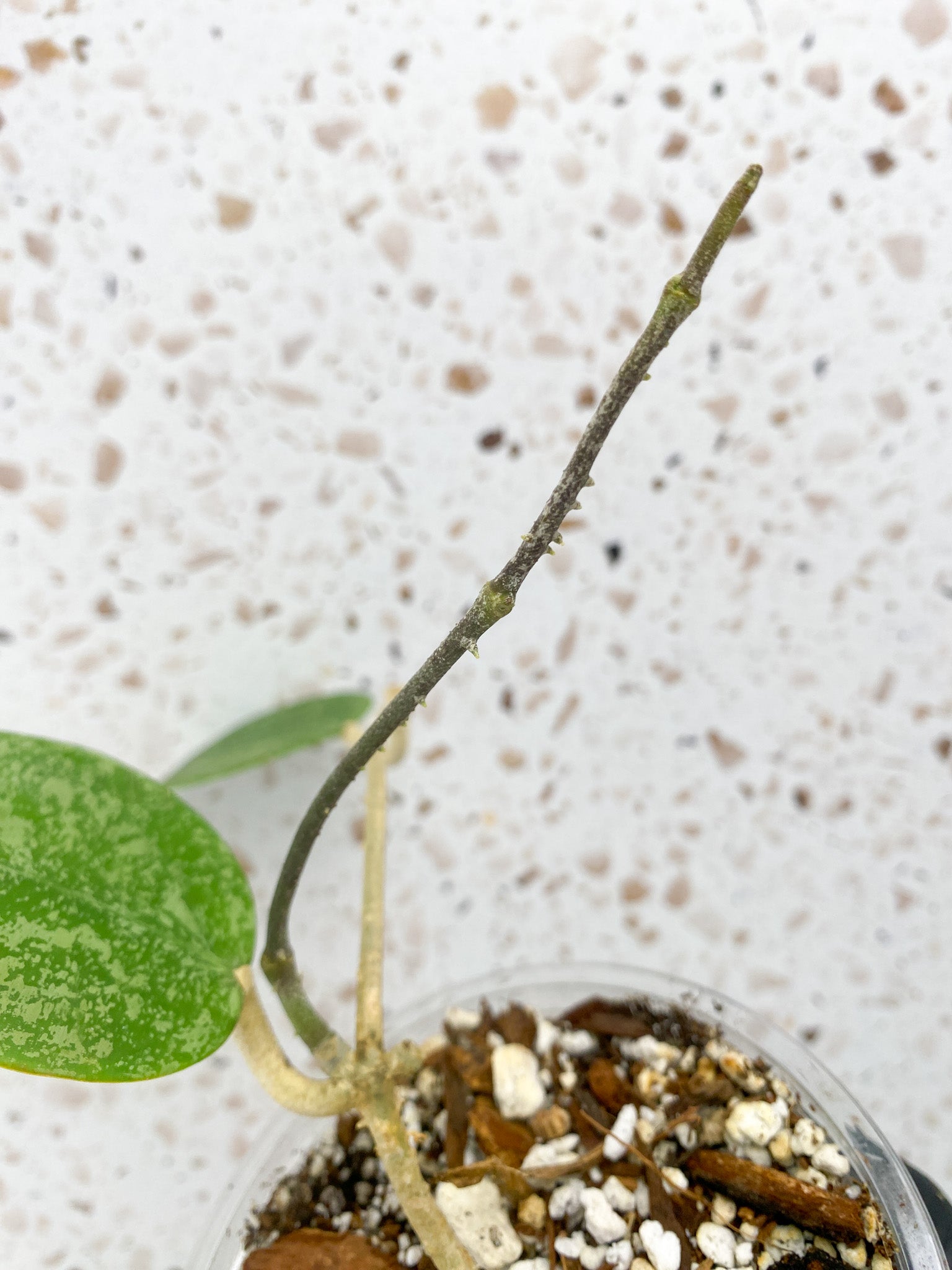 Hoya verticillata heart shape splash 2 leaves