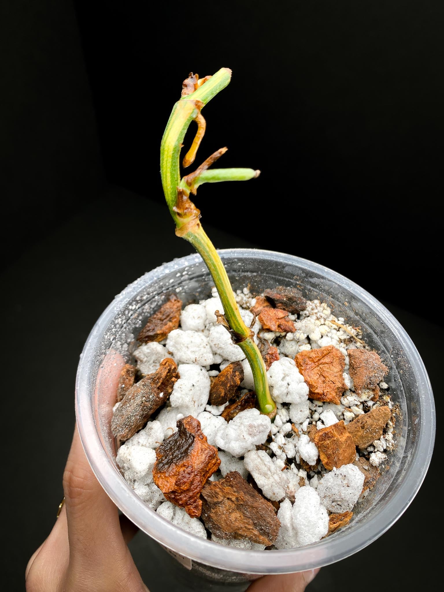 Monstera Peru Variegated 4 Leaves  1 Growing Bud Rooted