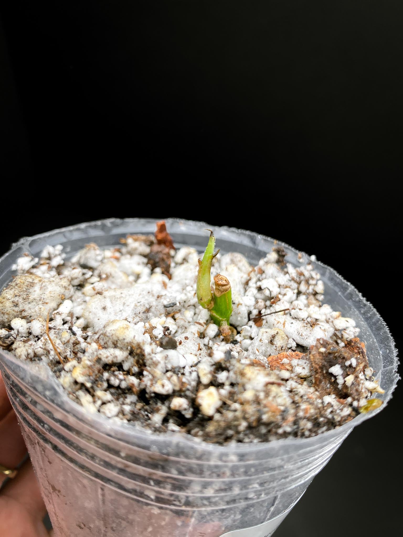*Monstera Adansonii Albo Tricolor 2 Nodes  1 Sprout Rooted
