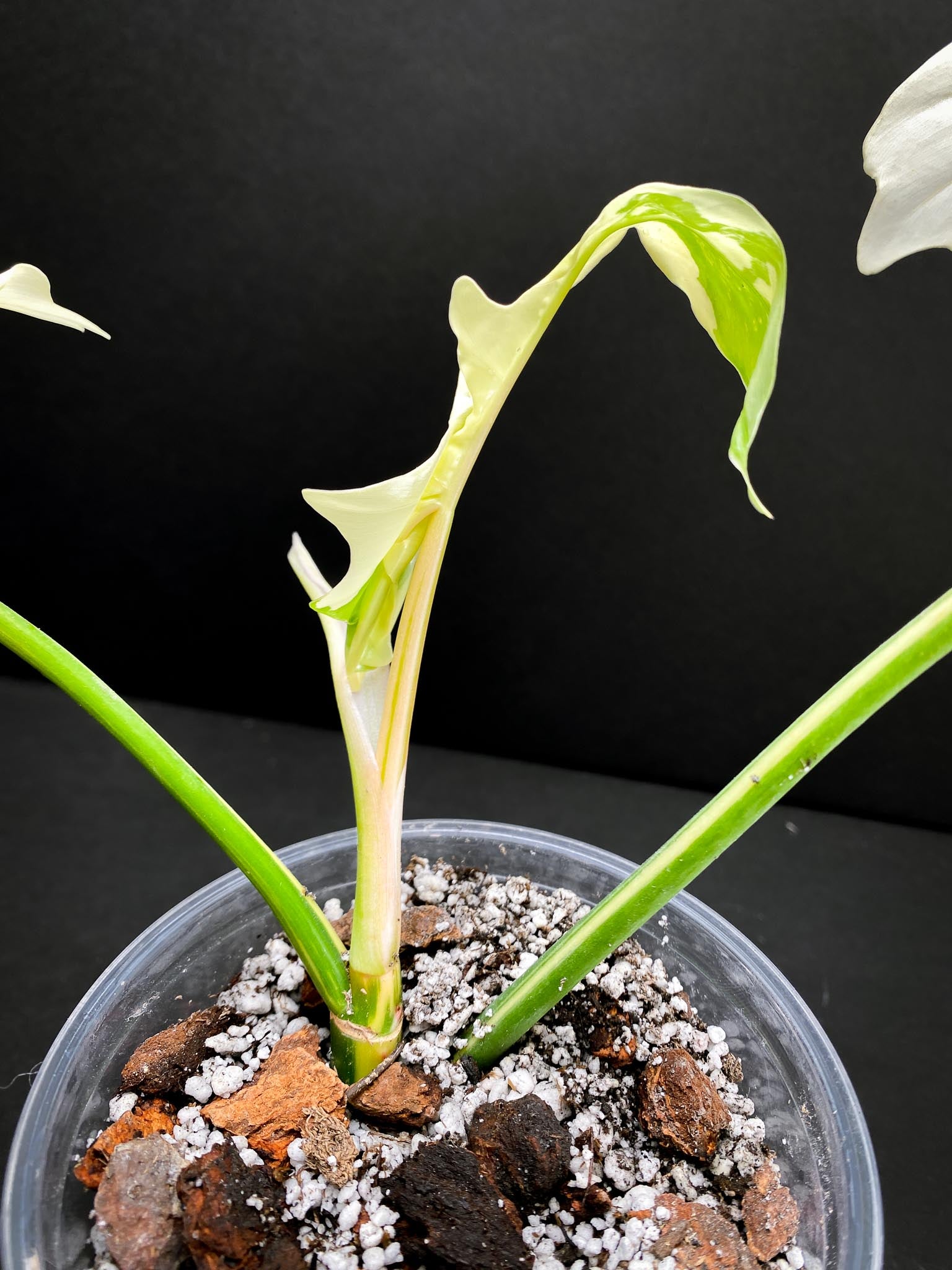 Philodendron Golden Dragon  Variegated 3 Leaves  3 Nodes  Rooted