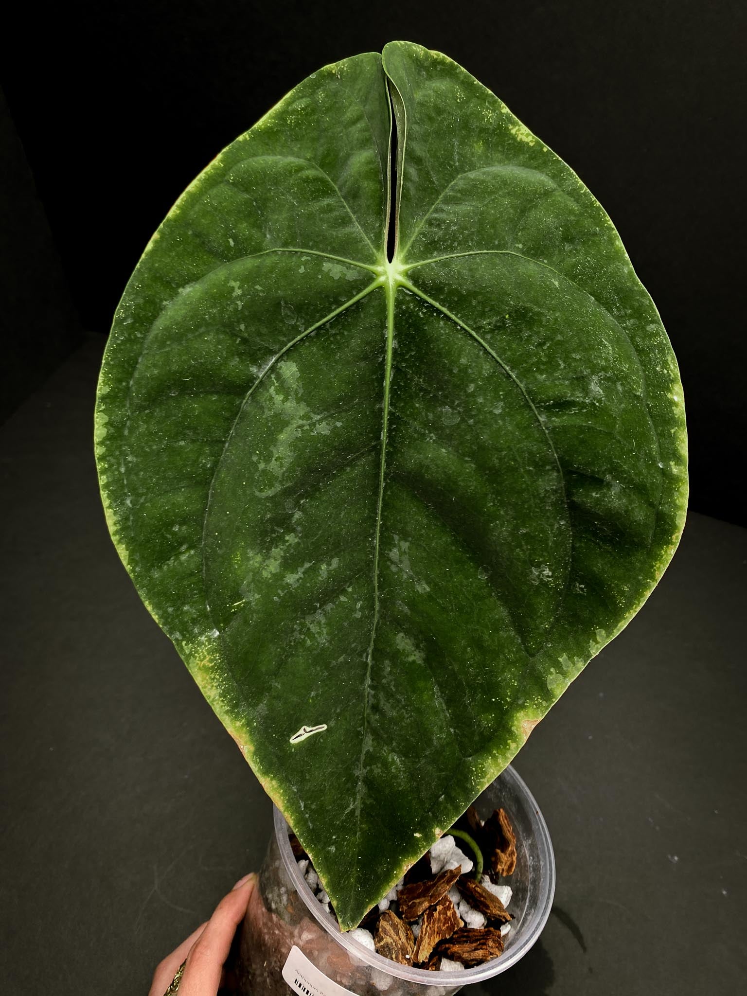 Anthurium Papillilaminum Spider 1 Leaf 1 Node  1 Sprout Rooted