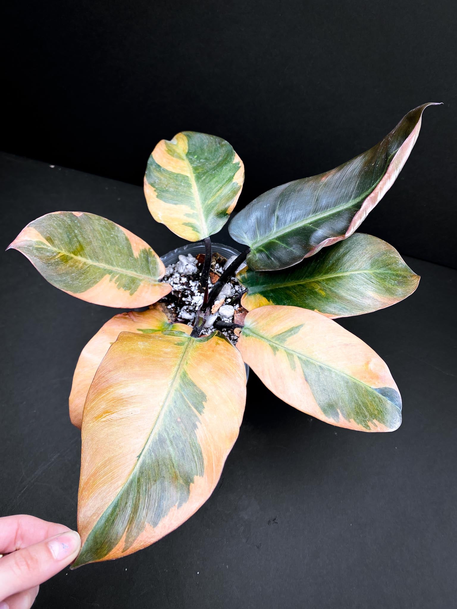 Philodendron Black cardinal Variegated Multiple Leaves Multiple Nodes 1 Sprout top cutting Rooted