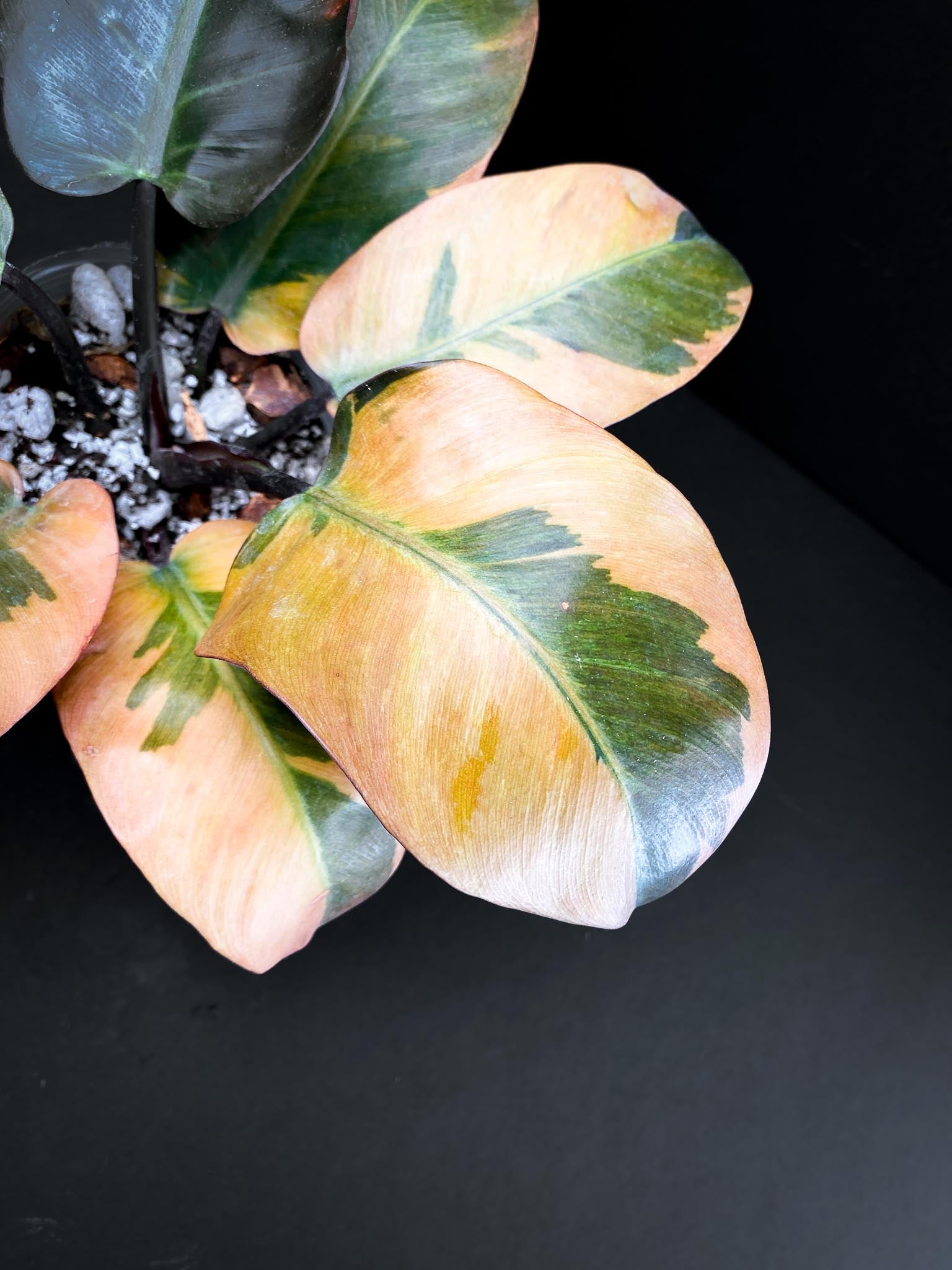 Philodendron Black cardinal Variegated Multiple Leaves Multiple Nodes 1 Sprout top cutting Rooted