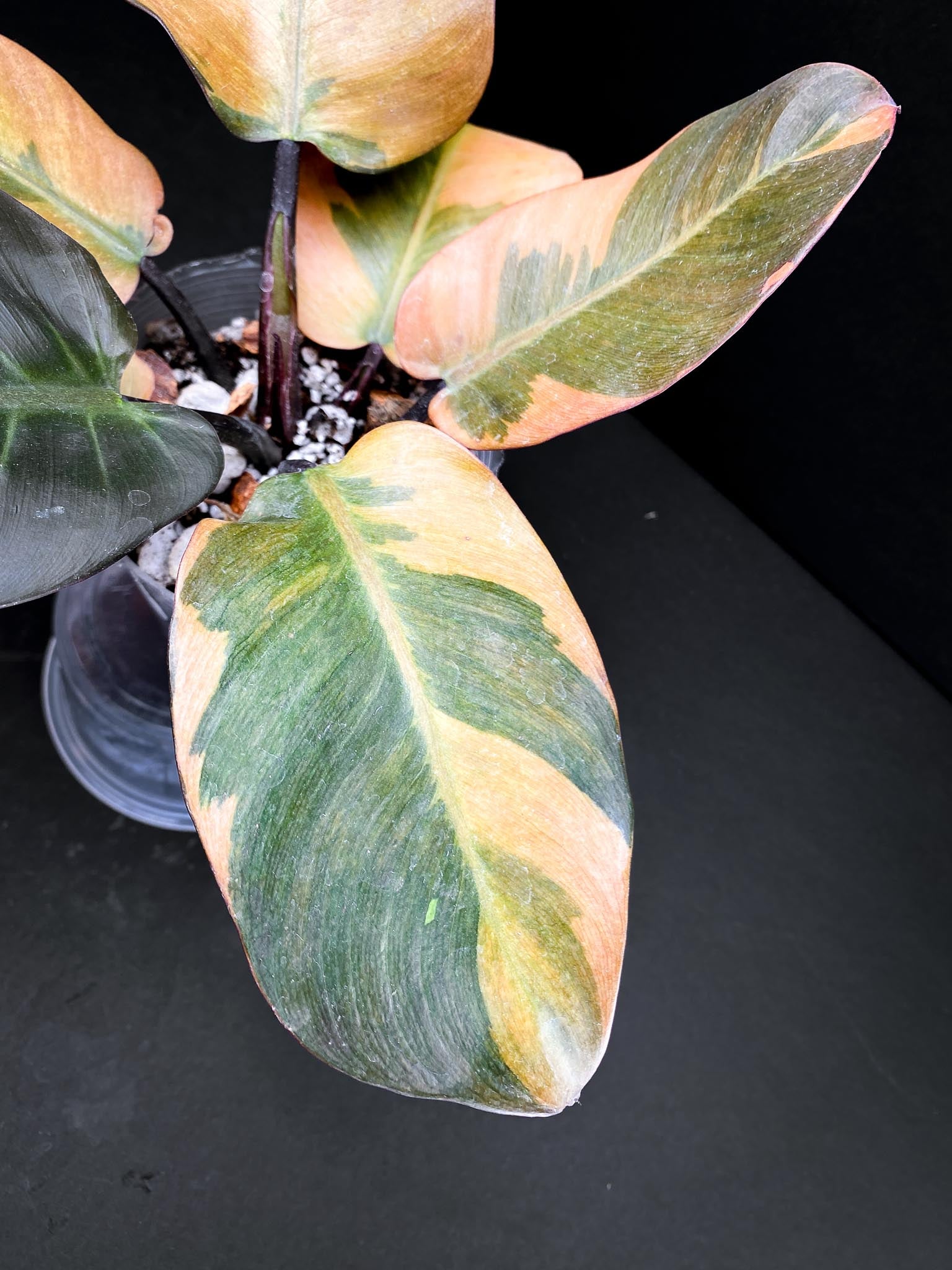 Philodendron Black cardinal Variegated Multiple Leaves Multiple Nodes 1 Sprout top cutting Rooted