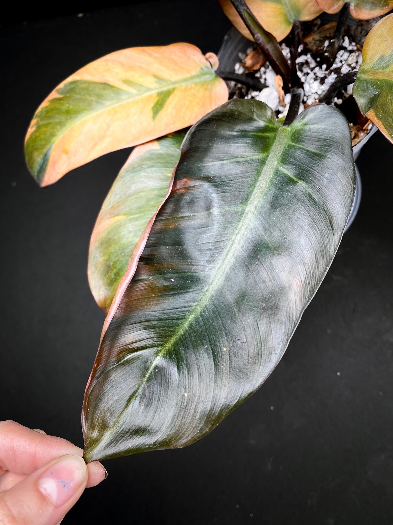 Philodendron Black cardinal Variegated Multiple Leaves Multiple Nodes 1 Sprout top cutting Rooted