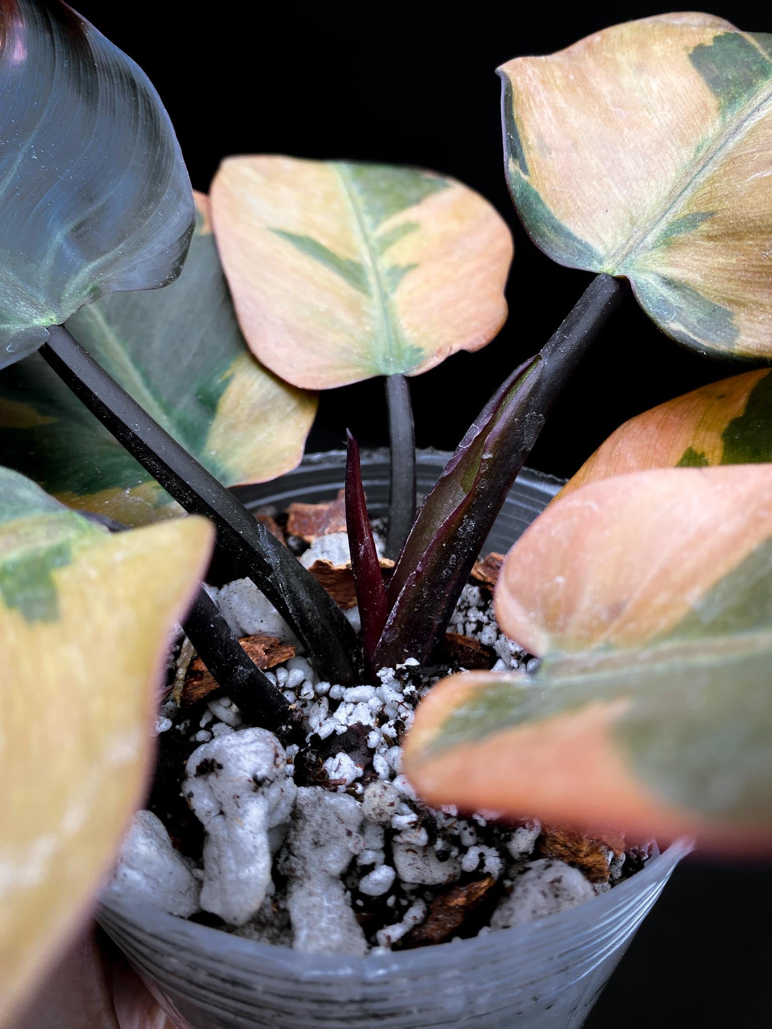 Philodendron Black cardinal Variegated Multiple Leaves Multiple Nodes 1 Sprout top cutting Rooted