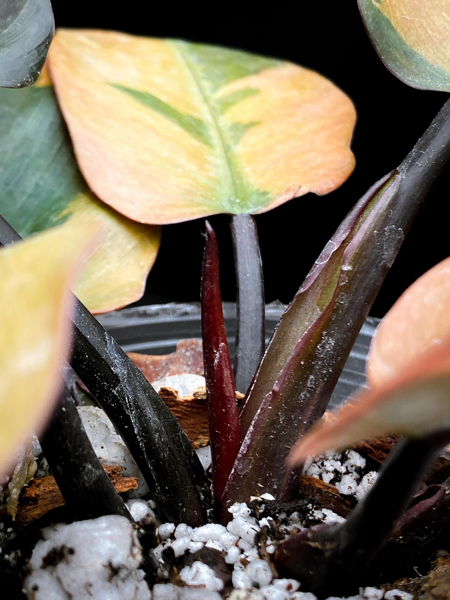 Philodendron Black cardinal Variegated Multiple Leaves Multiple Nodes 1 Sprout top cutting Rooted