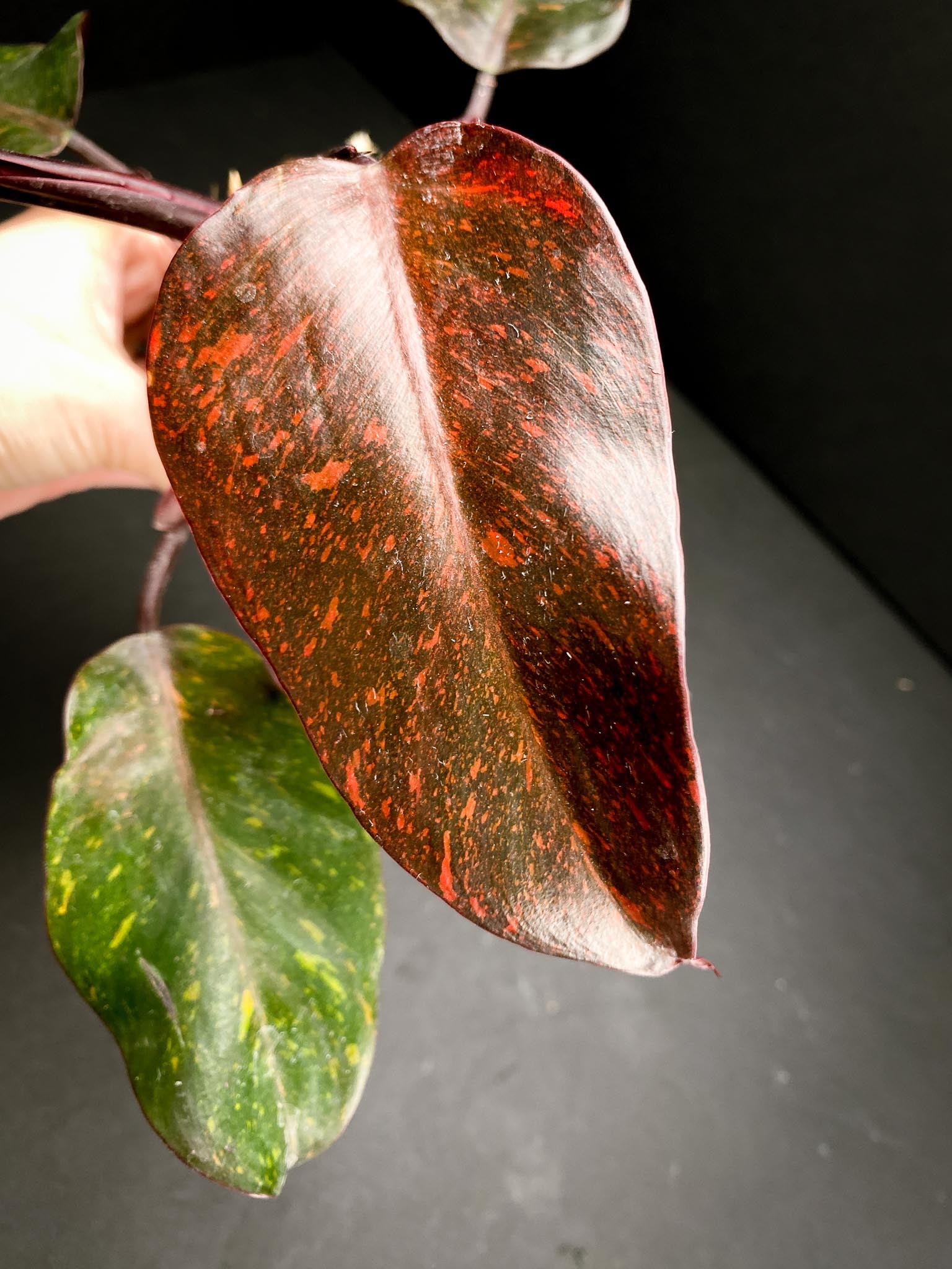 Philodendron Orange Princess Galaxy 5 Leaves 5 Nodes  top cutting Rooted