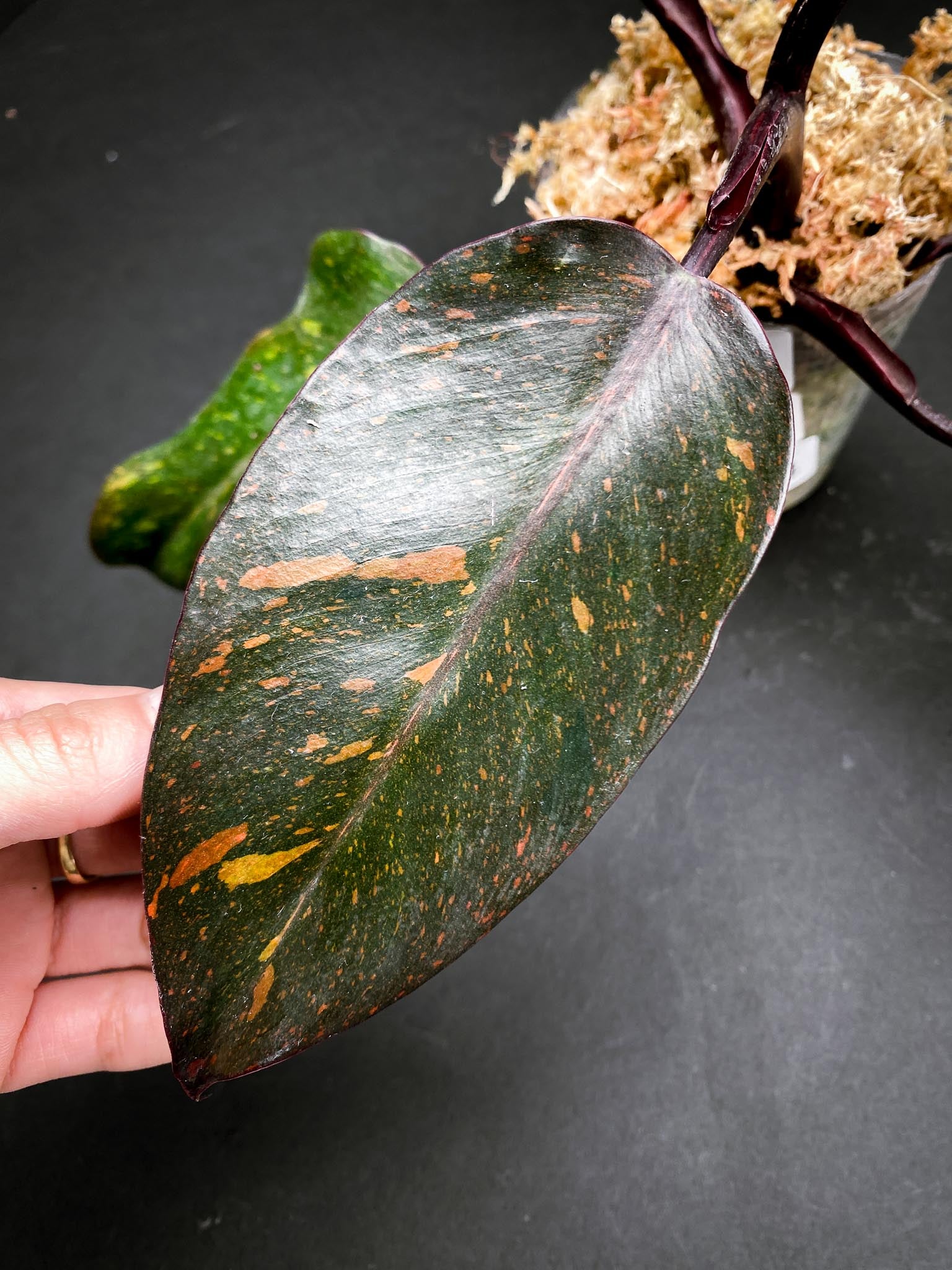 Philodendron Orange Princess Galaxy 5 Leaves 5 Nodes  top cutting Rooted