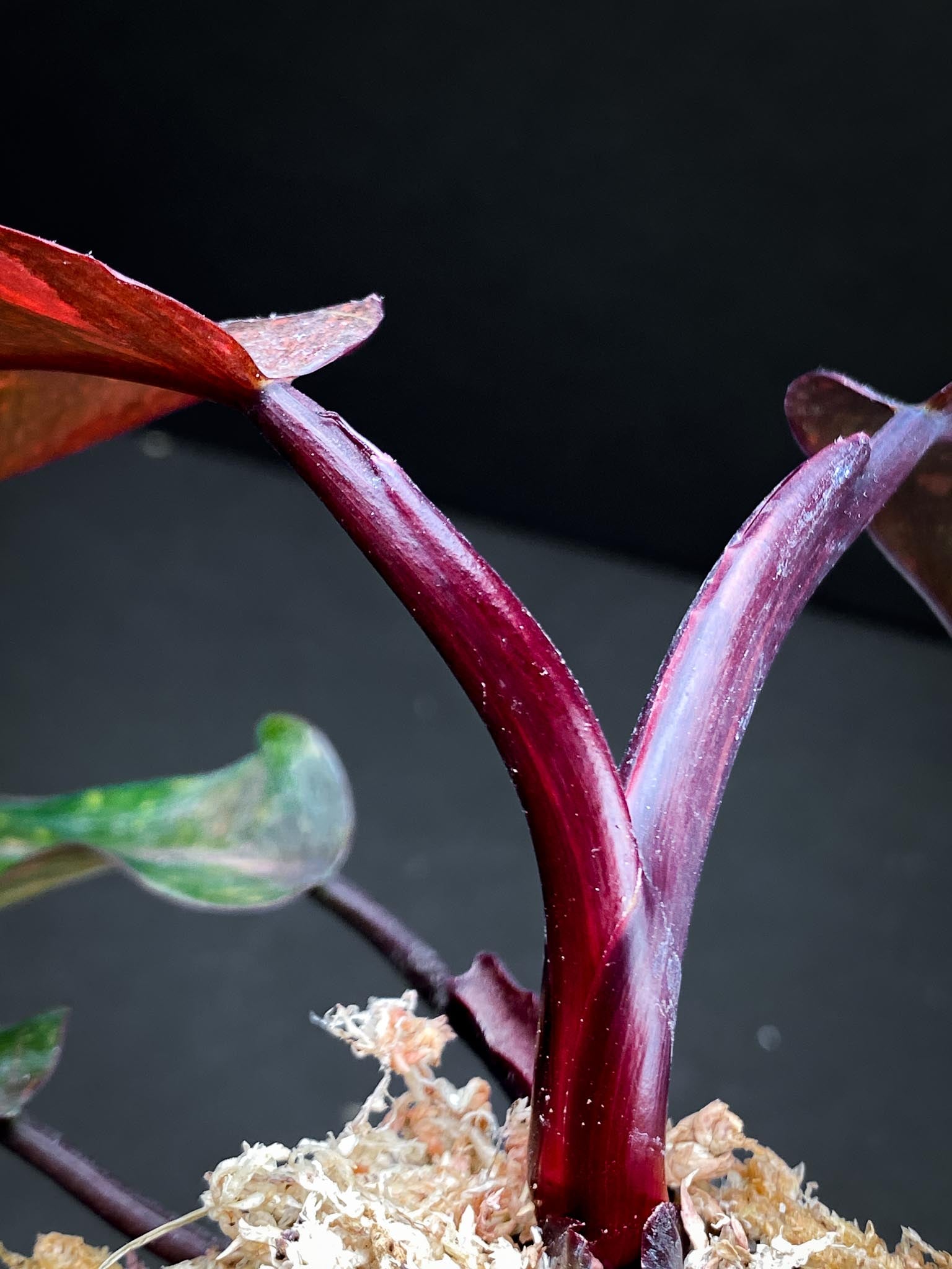 Philodendron Orange Princess Galaxy 5 Leaves 5 Nodes  top cutting Rooted