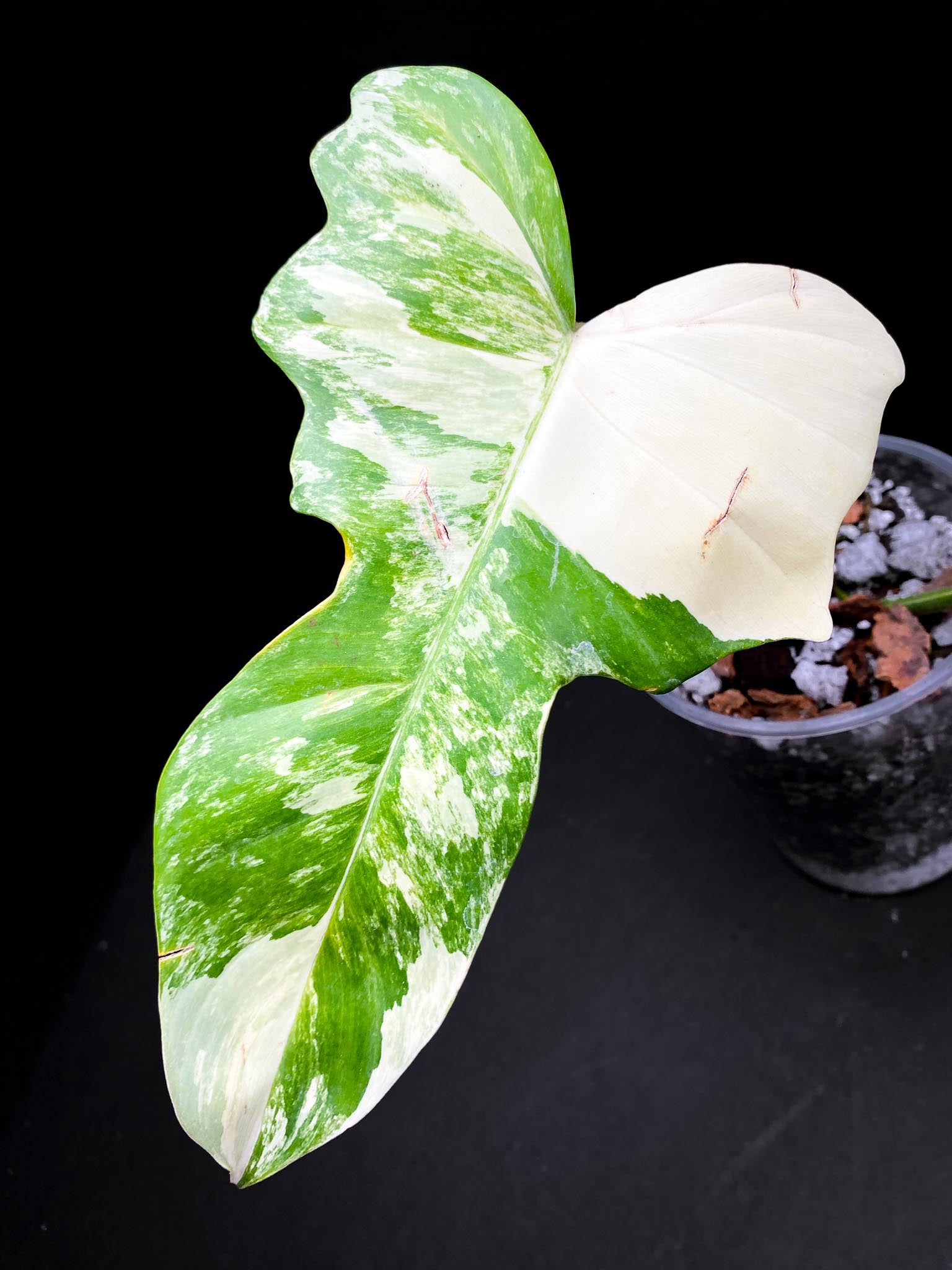 Philodendron Florida beauty x Mayoi Wide Form 2 Leaves  3 Nodes  1 Sprout Rooted