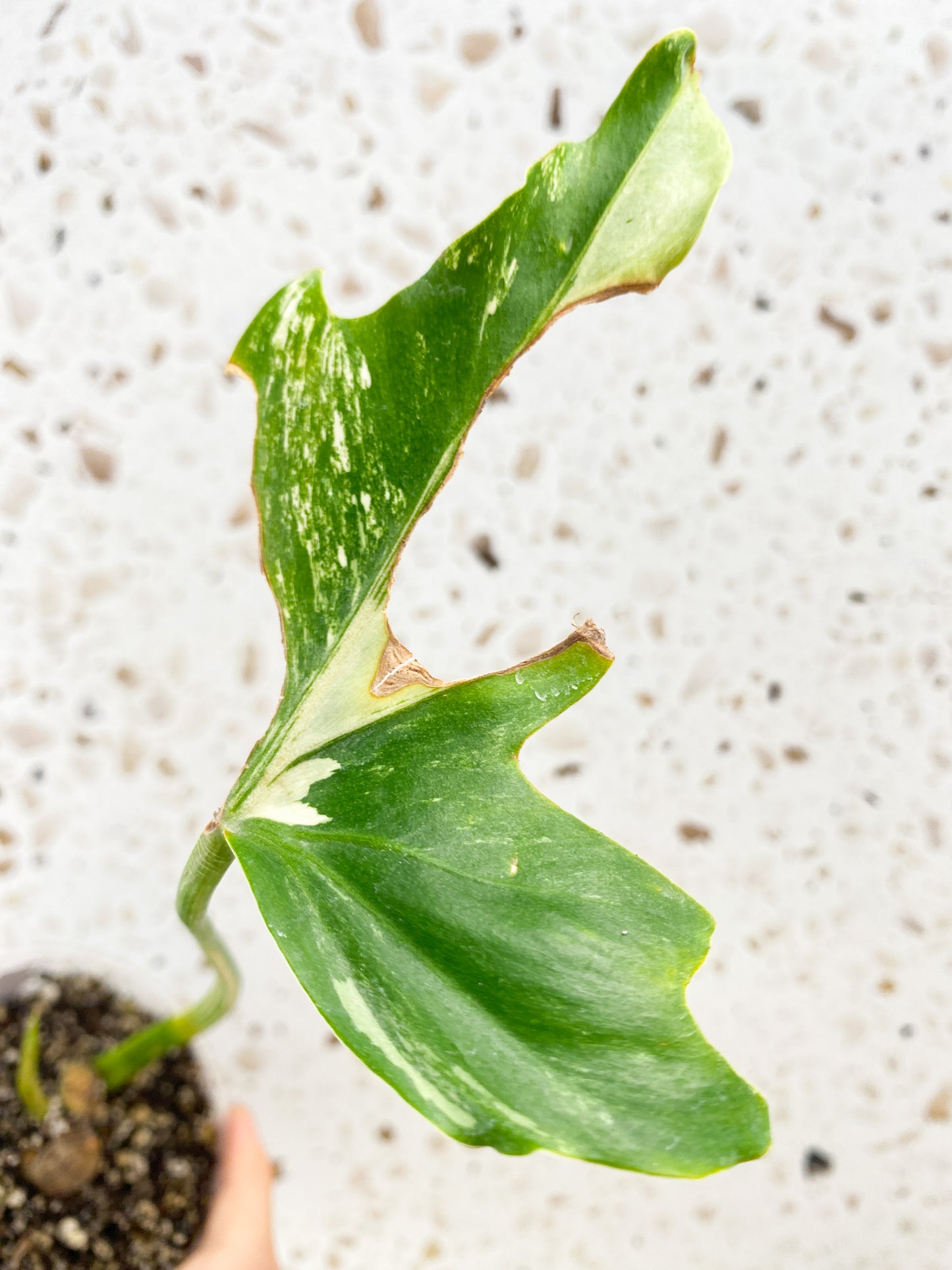 Thaumatophyllum Radiatum Variegated 1 leaf 1 sprout