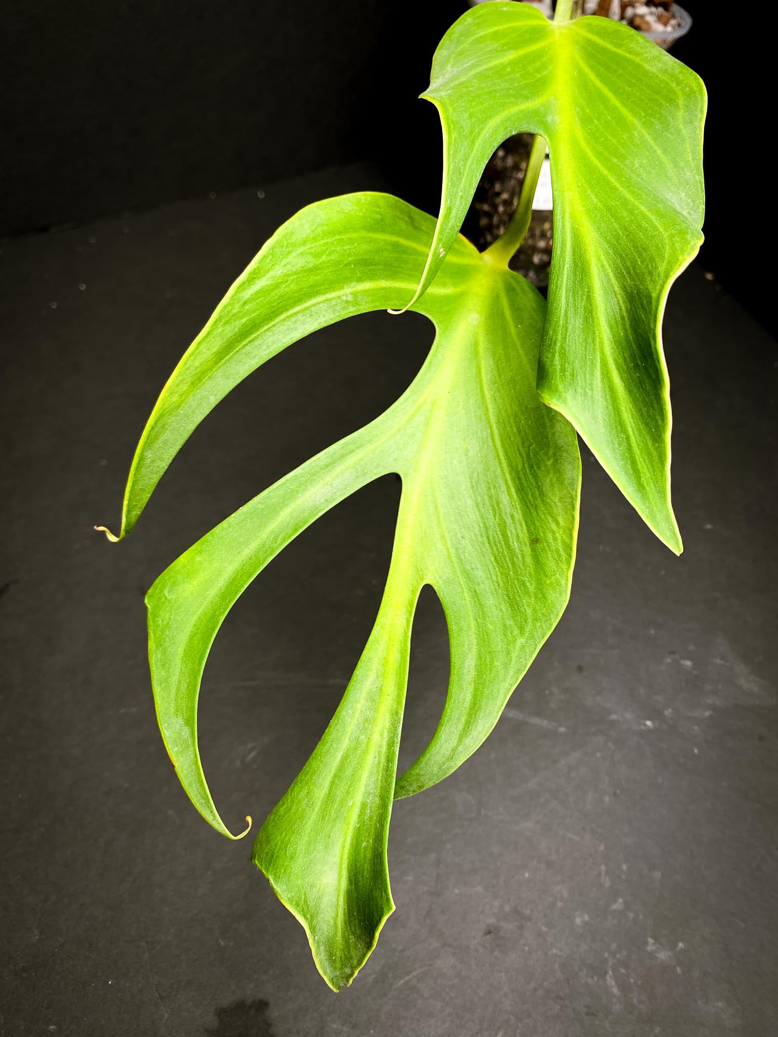 Monstera Burle marx Flame 3 Leaves  3 Nodes  1 Growing Bud Rooted