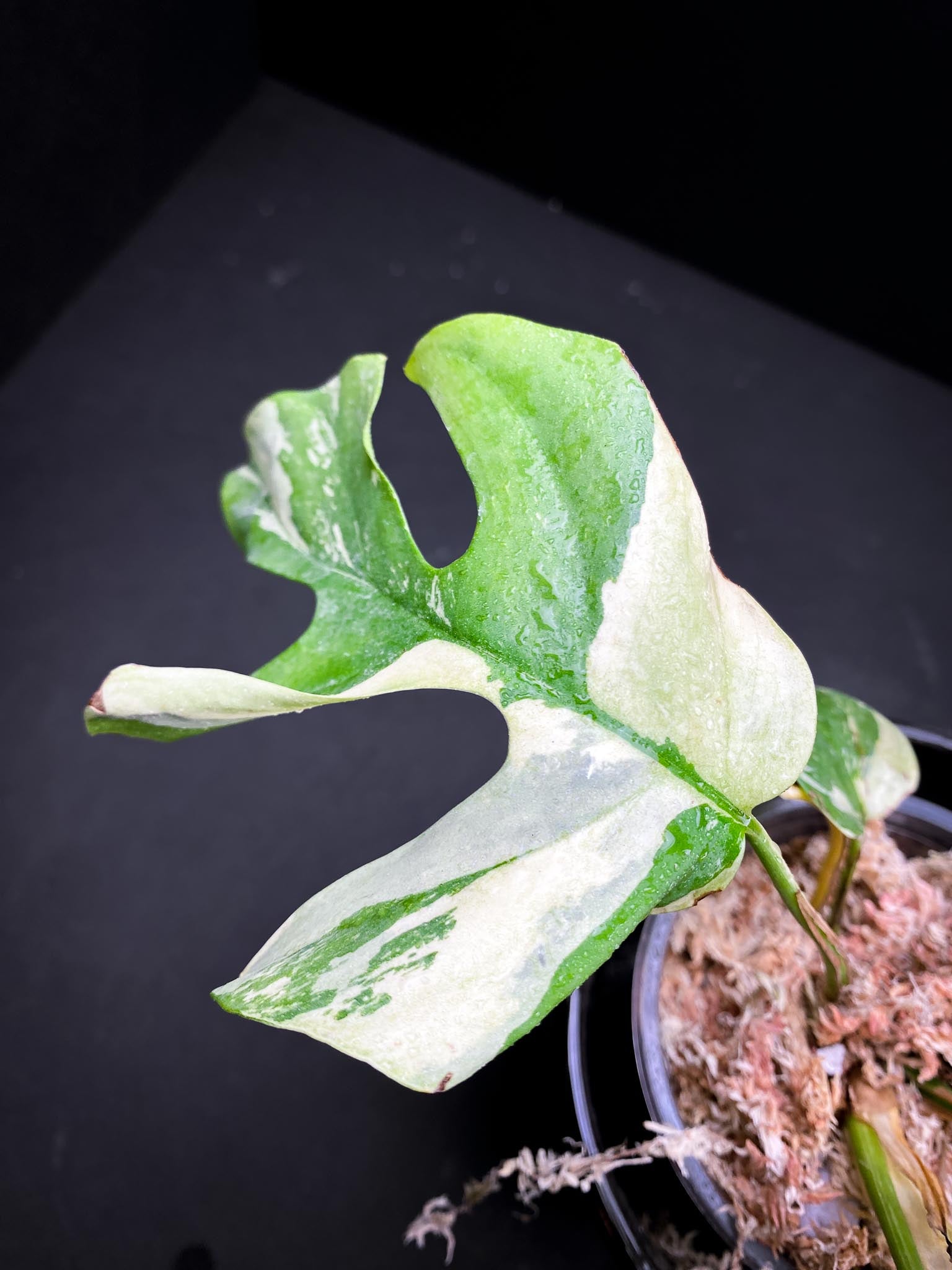 Rhaphidophora tetrasperma variegated  Multiple Leaves  top cutting Mother plant Rooted