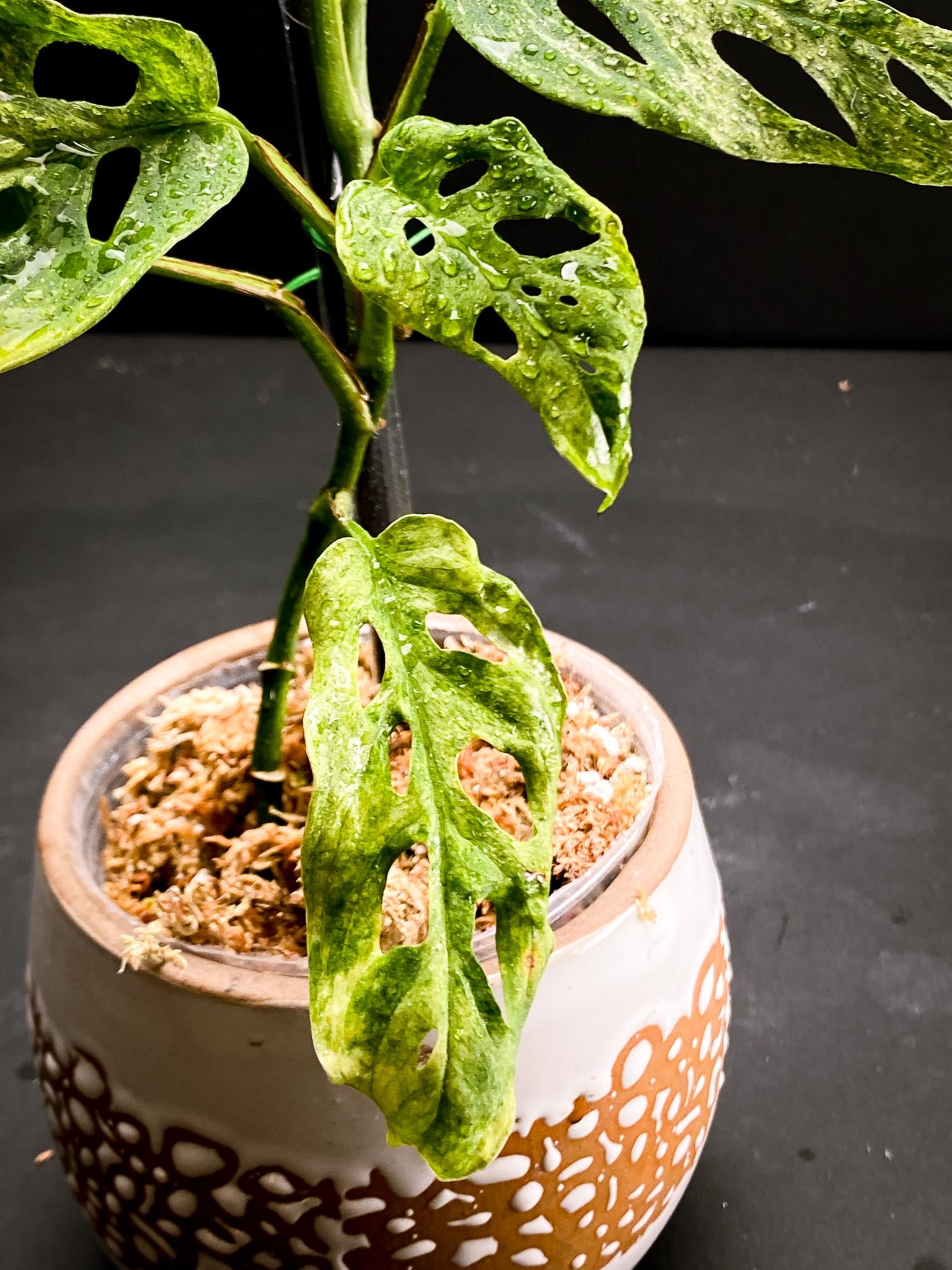 Monstera Laniata Mottled Variegated  Multiple leaves Multiple Nodes Rooted