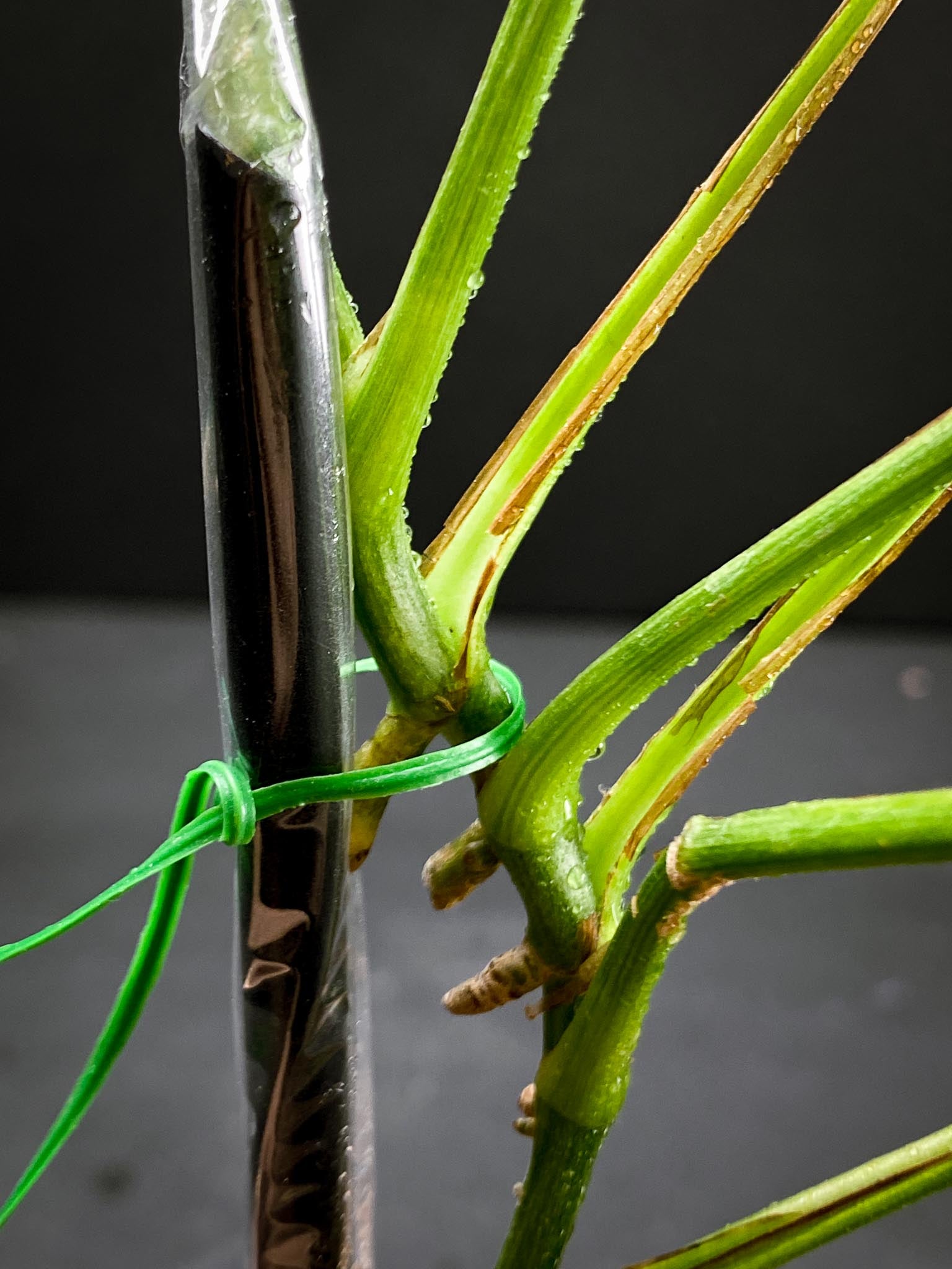 Monstera Laniata Mottled Variegated  Multiple leaves Multiple Nodes Rooted