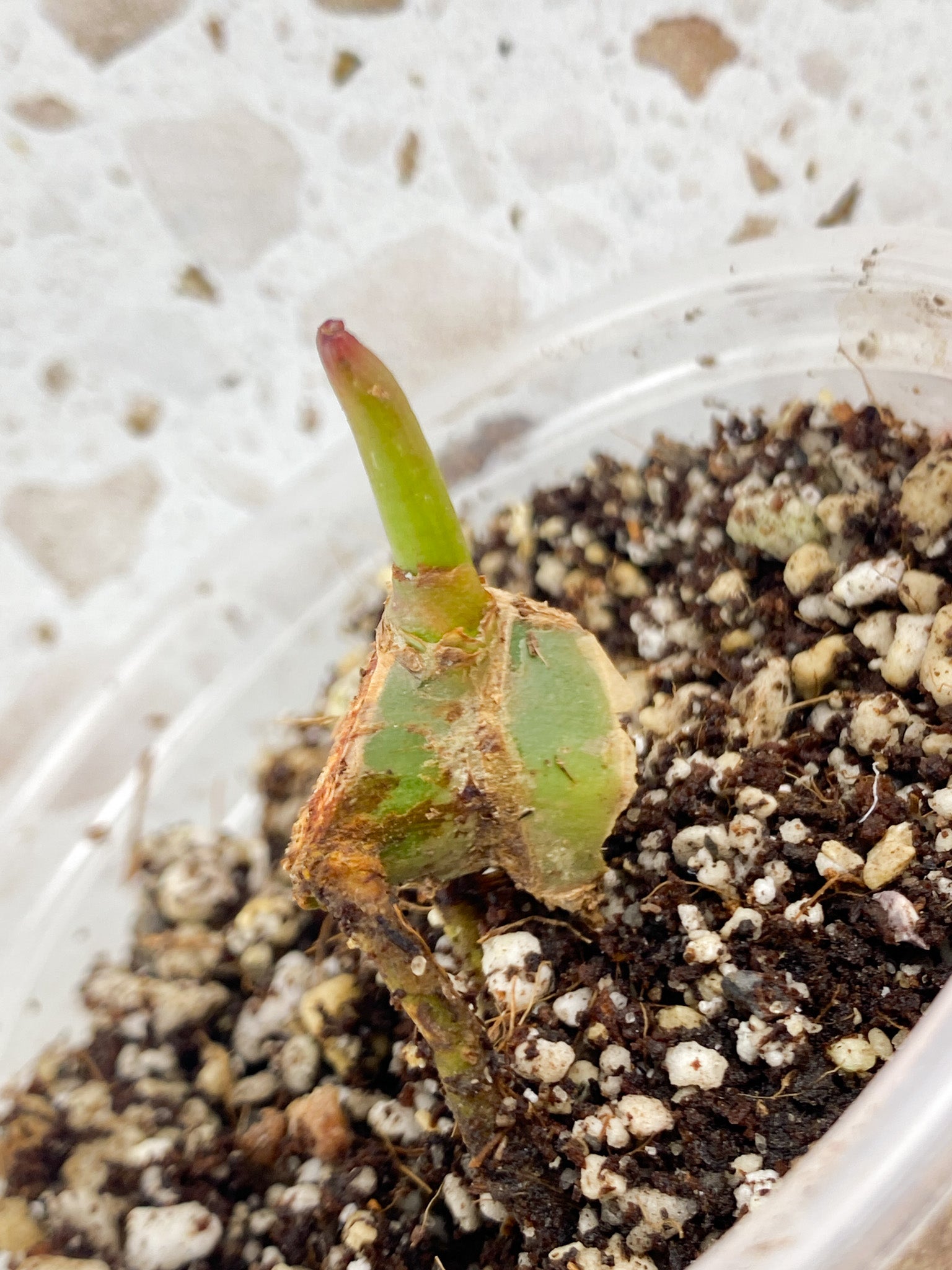 Thaumatophyllum Radiatum Variegated node with sprout